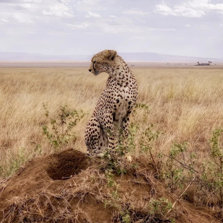 Cruel Suitor
Tanzania, Serengeti. Perched atop a termite mound, a male cheetah scans the golden plains&mdash;not for prey, but for a mate. Elevated ground gives him the best view, a stage to announce his presence. His scent lingers on the mound, a si