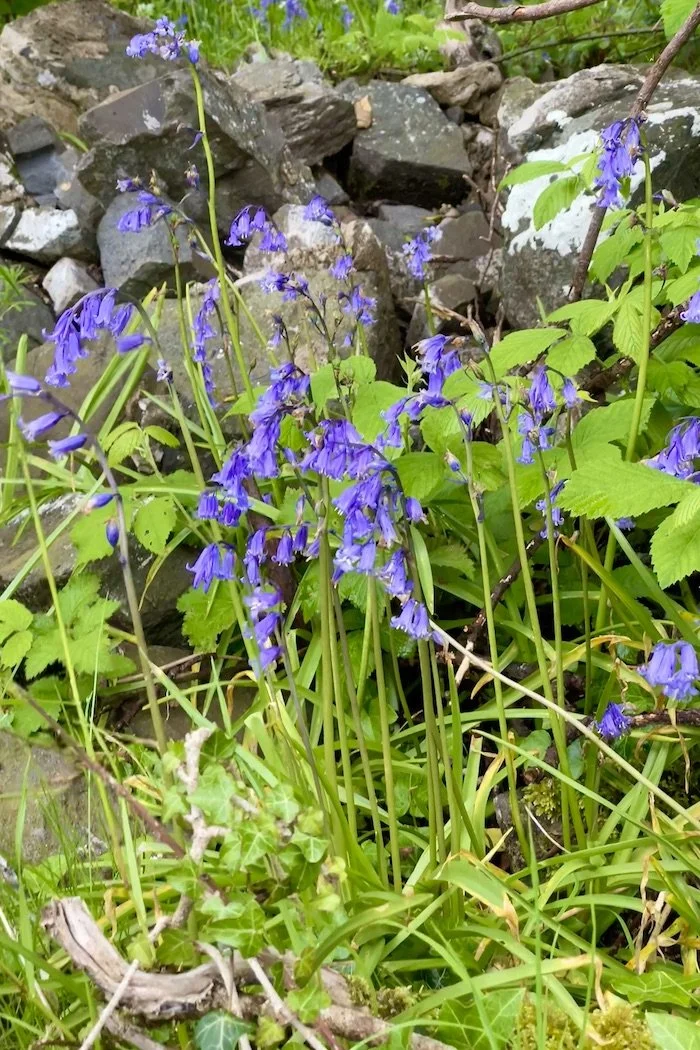 Wild bluebells along the path