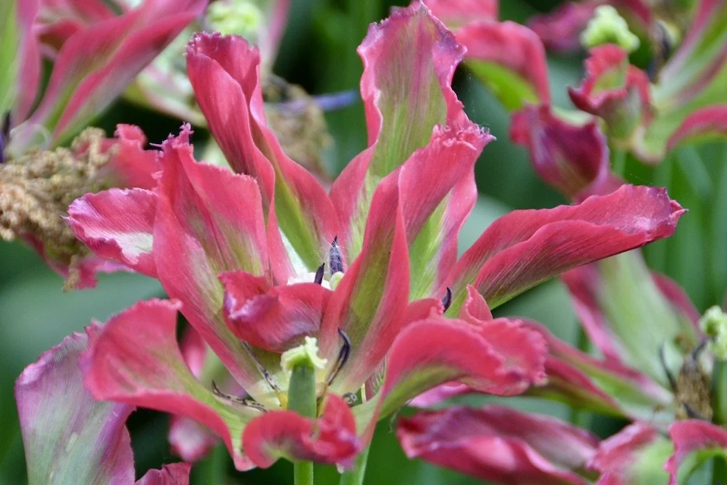 Flowers fancy pink and green tulip