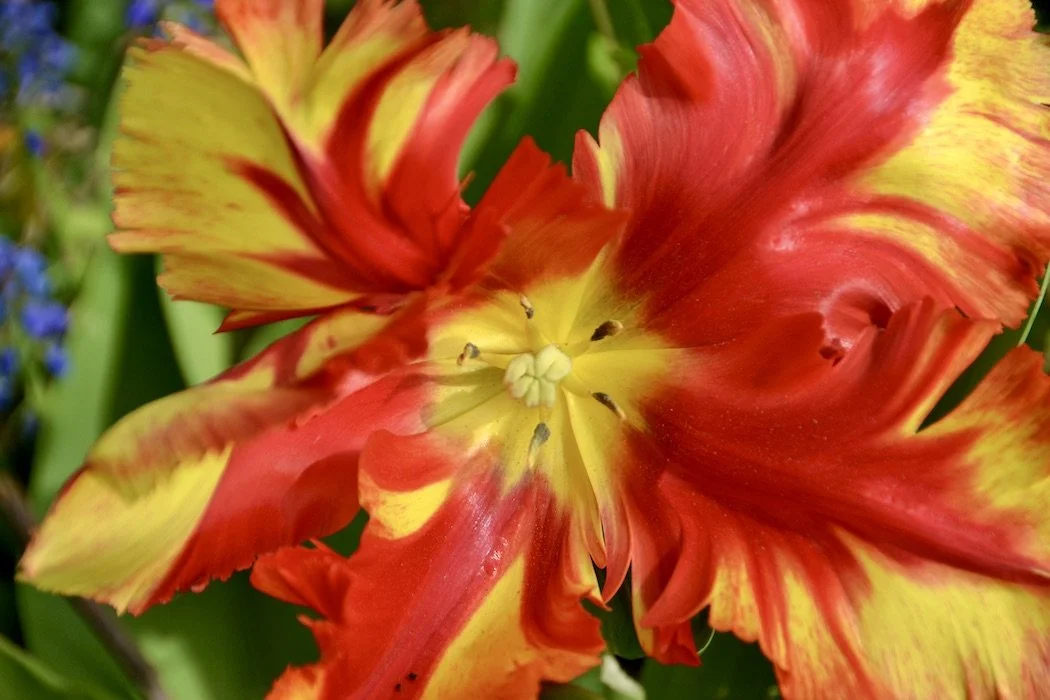 Flowers red and yellow parrot tulip 