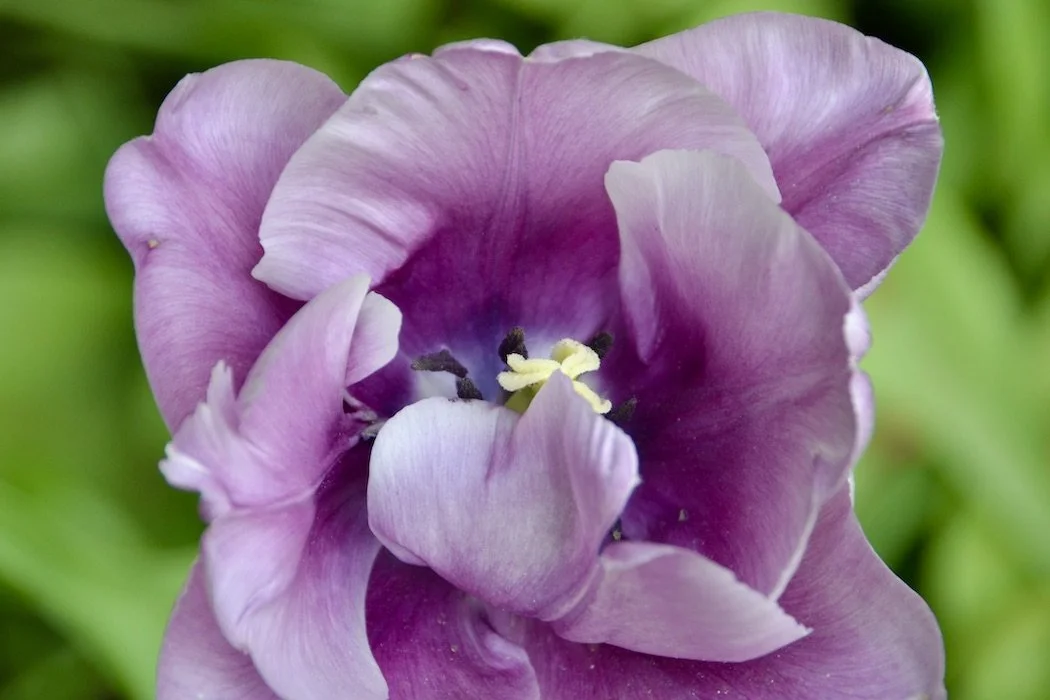 Flowers lavender tulip