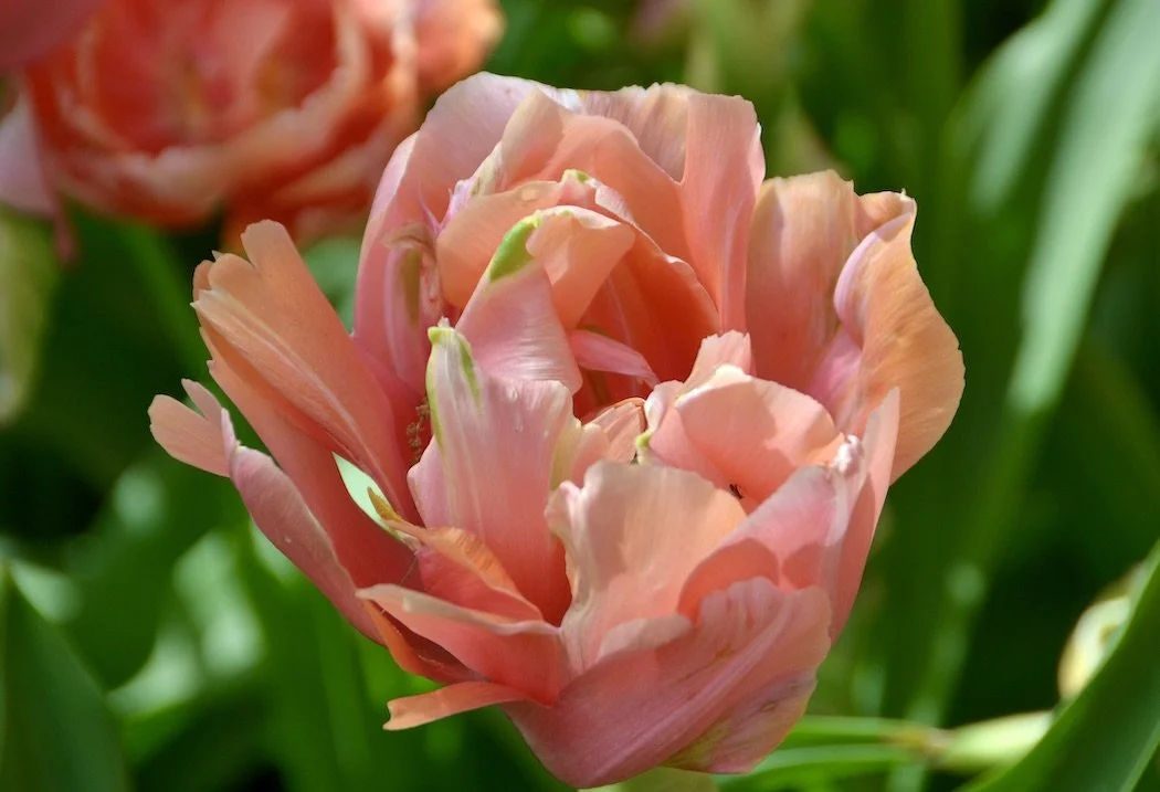 Flowers peach double tulip