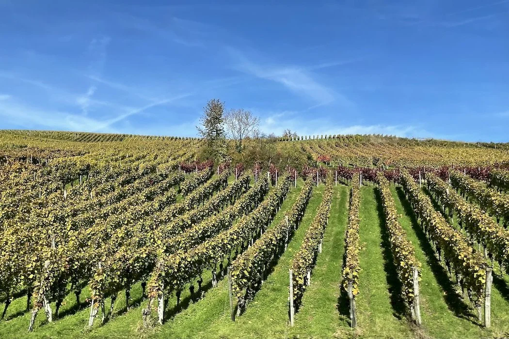 Vineyards outside Freiburg