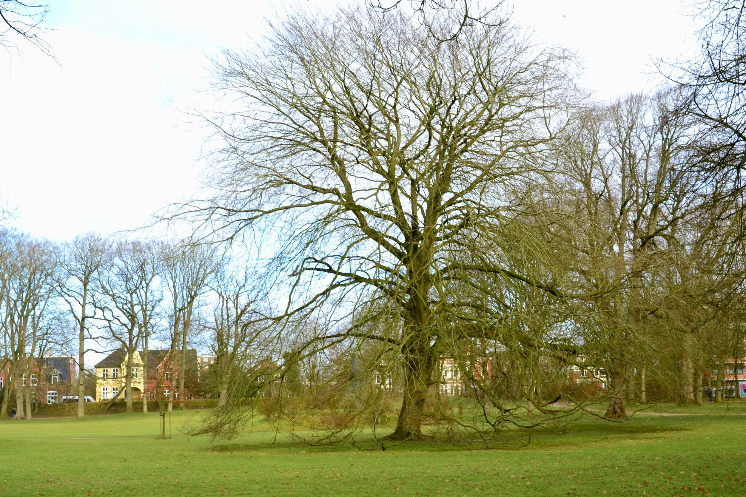 Winter in the Castle Garden