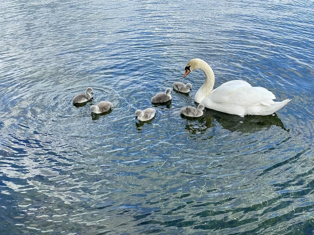 Swan family in spring