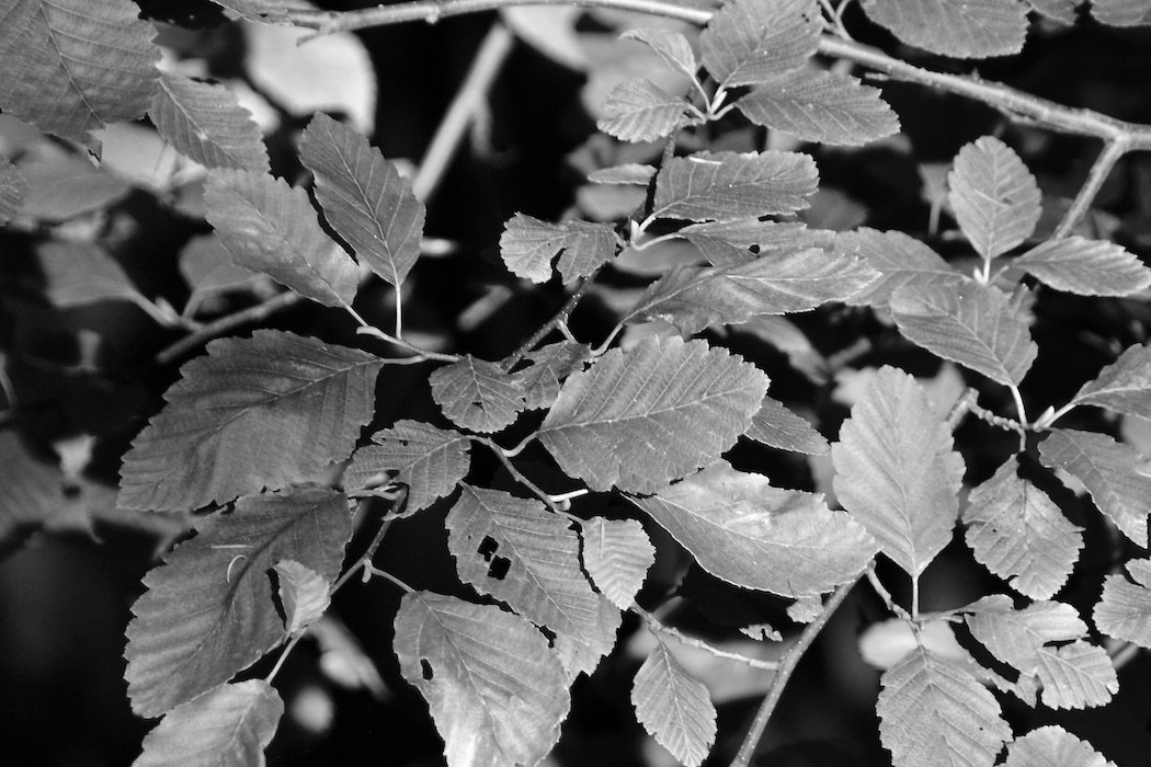 Black and White birch branch detail.JPG