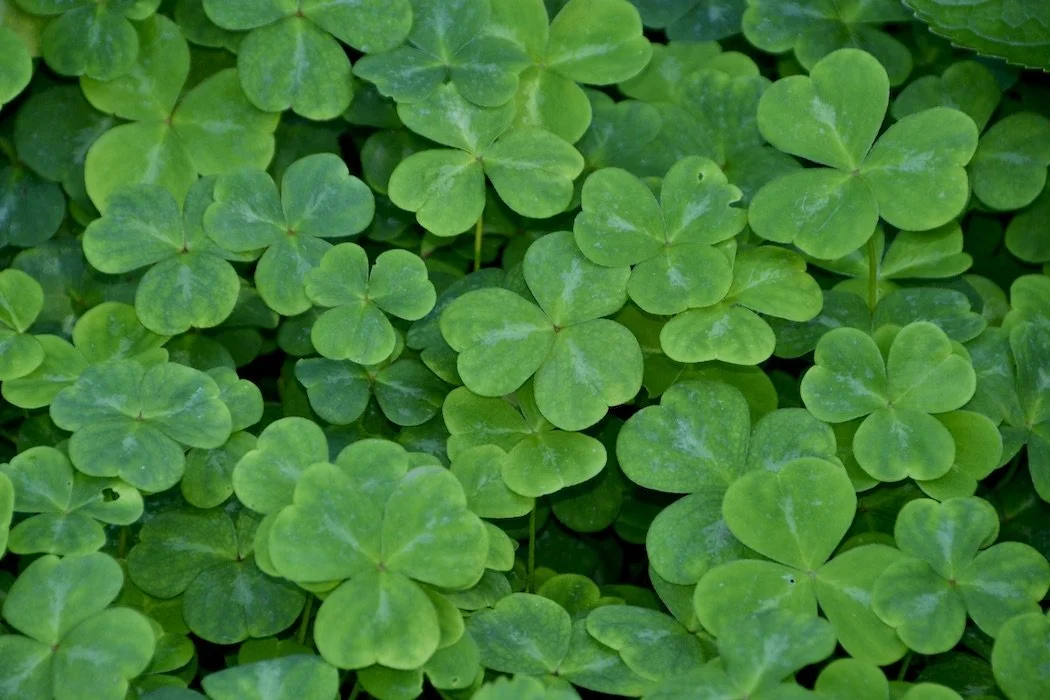 Patterns close up clover field Victoria Canada