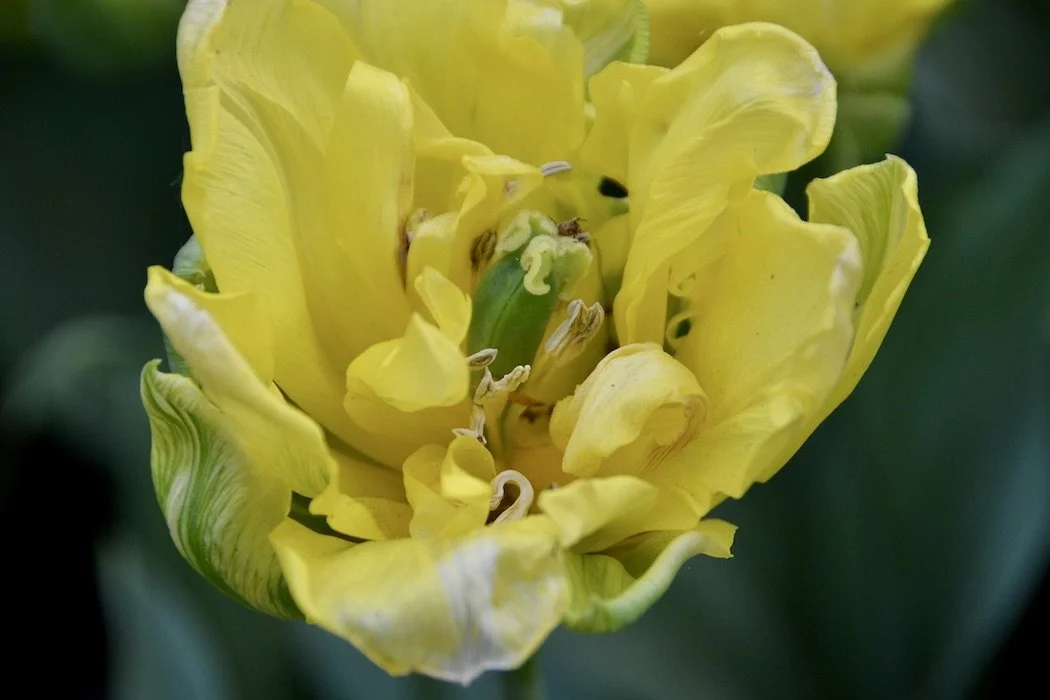 Double yellow tulip.JPG