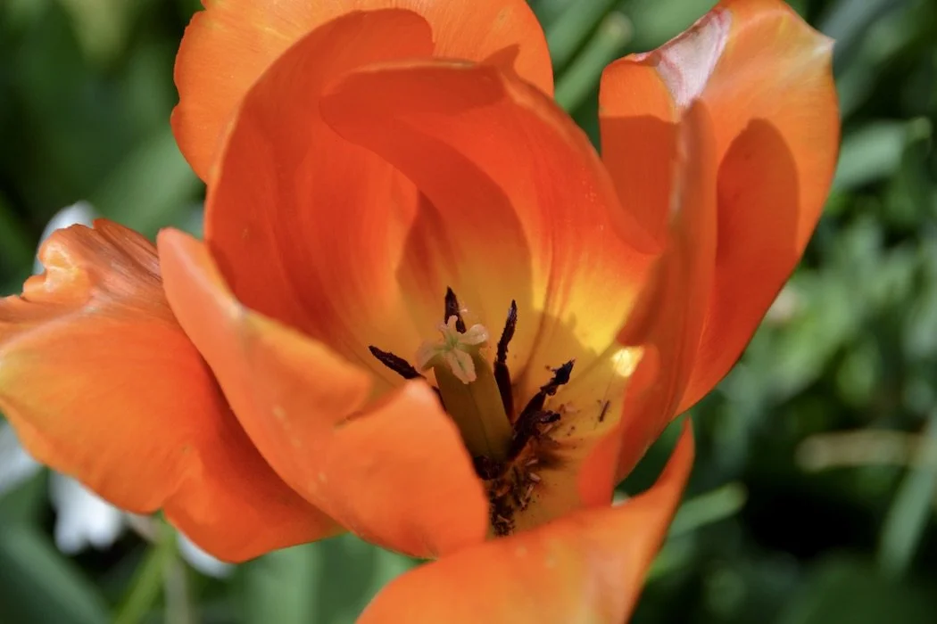 Flowers orange tulip