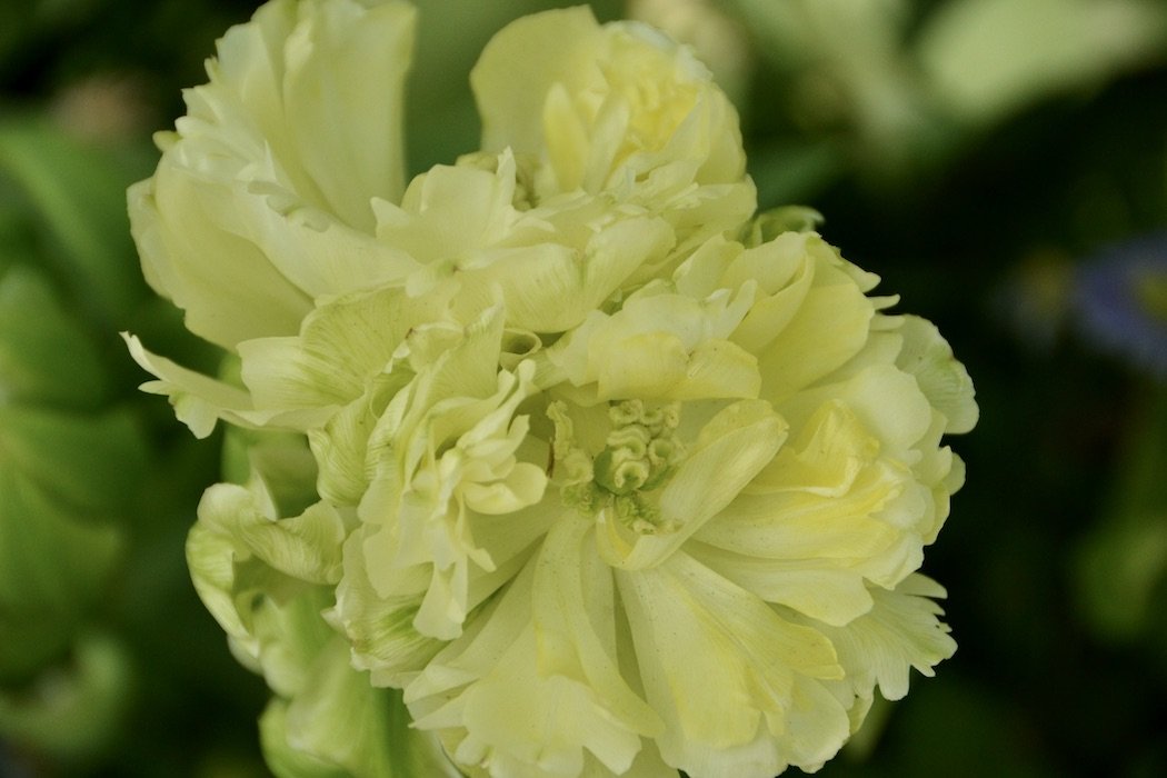 Flowers double yellow tulip