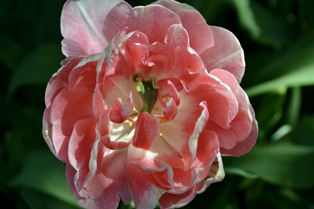 Flowers fancy double pink tulip