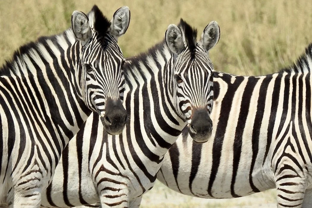 Zebras in the Okavango Delta