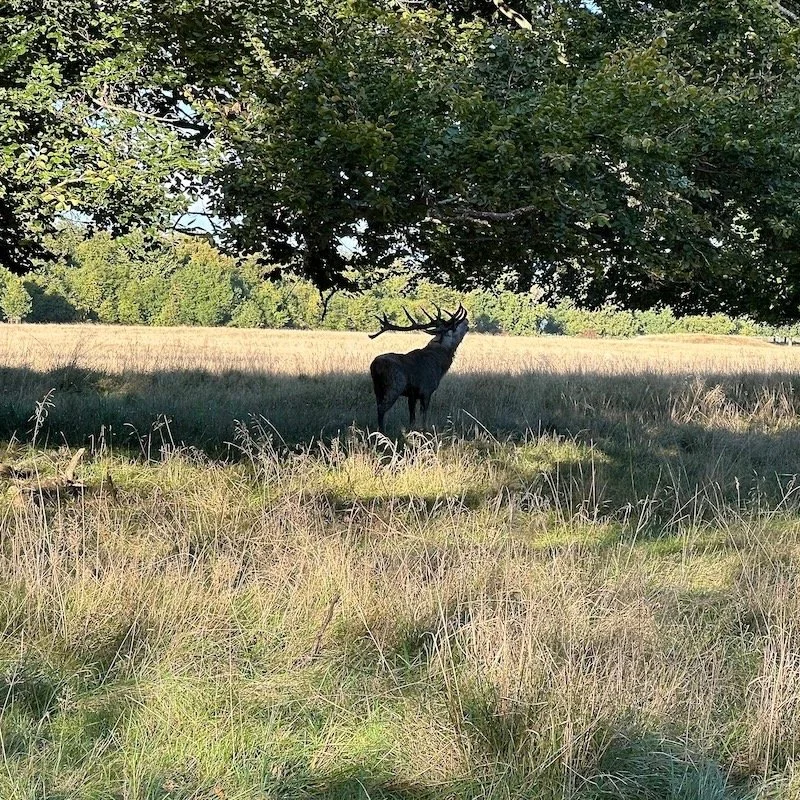 Travel Tips Tuesday inspiration from Copenhagen where autumn brings rutting season in The Deer Park just north of the city, yellow marsh grasses waving in the breeze in the Amager Island Commons, vivid sunsets over the buildings, and colorful falling