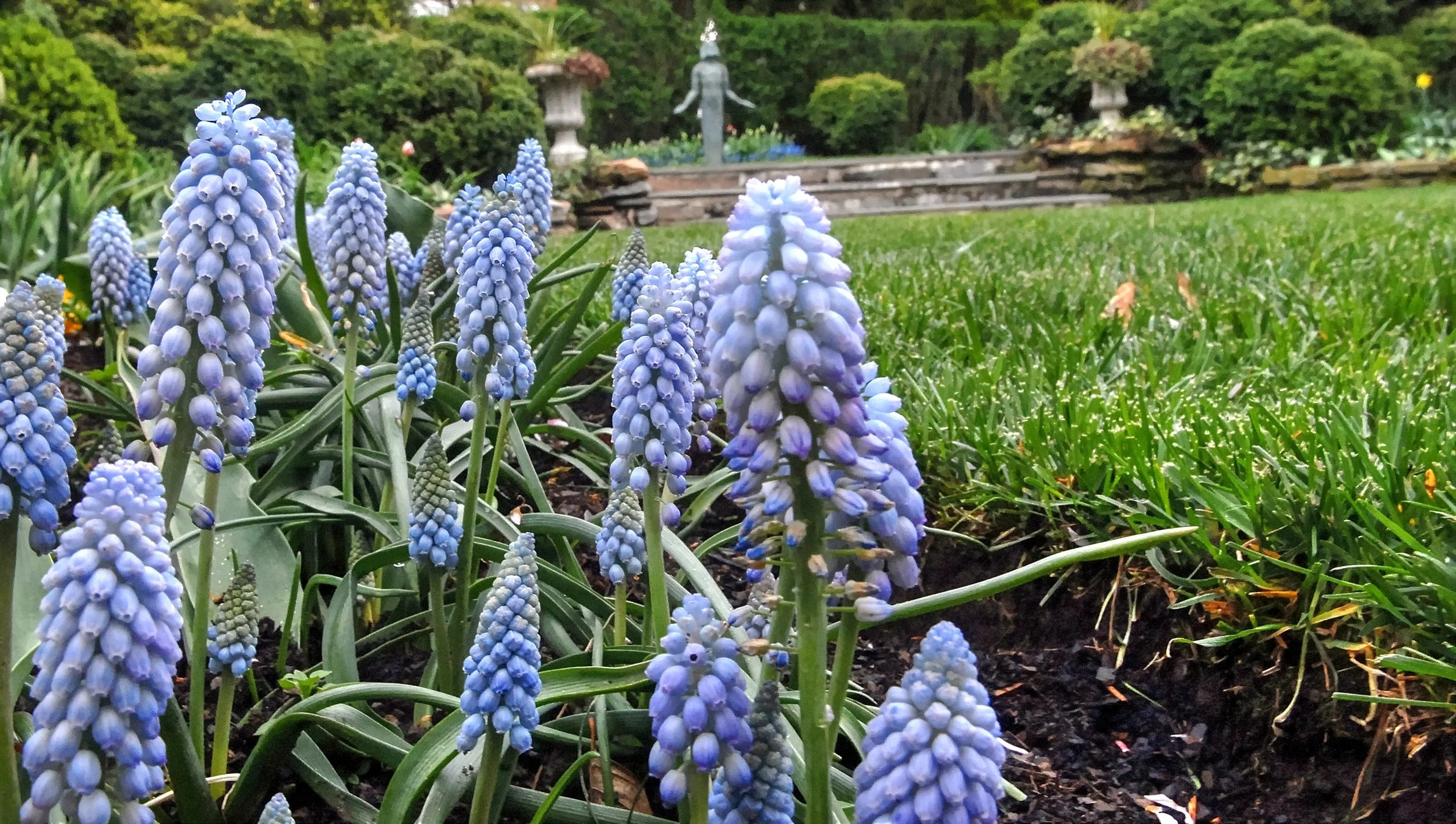 garden (3).jpg