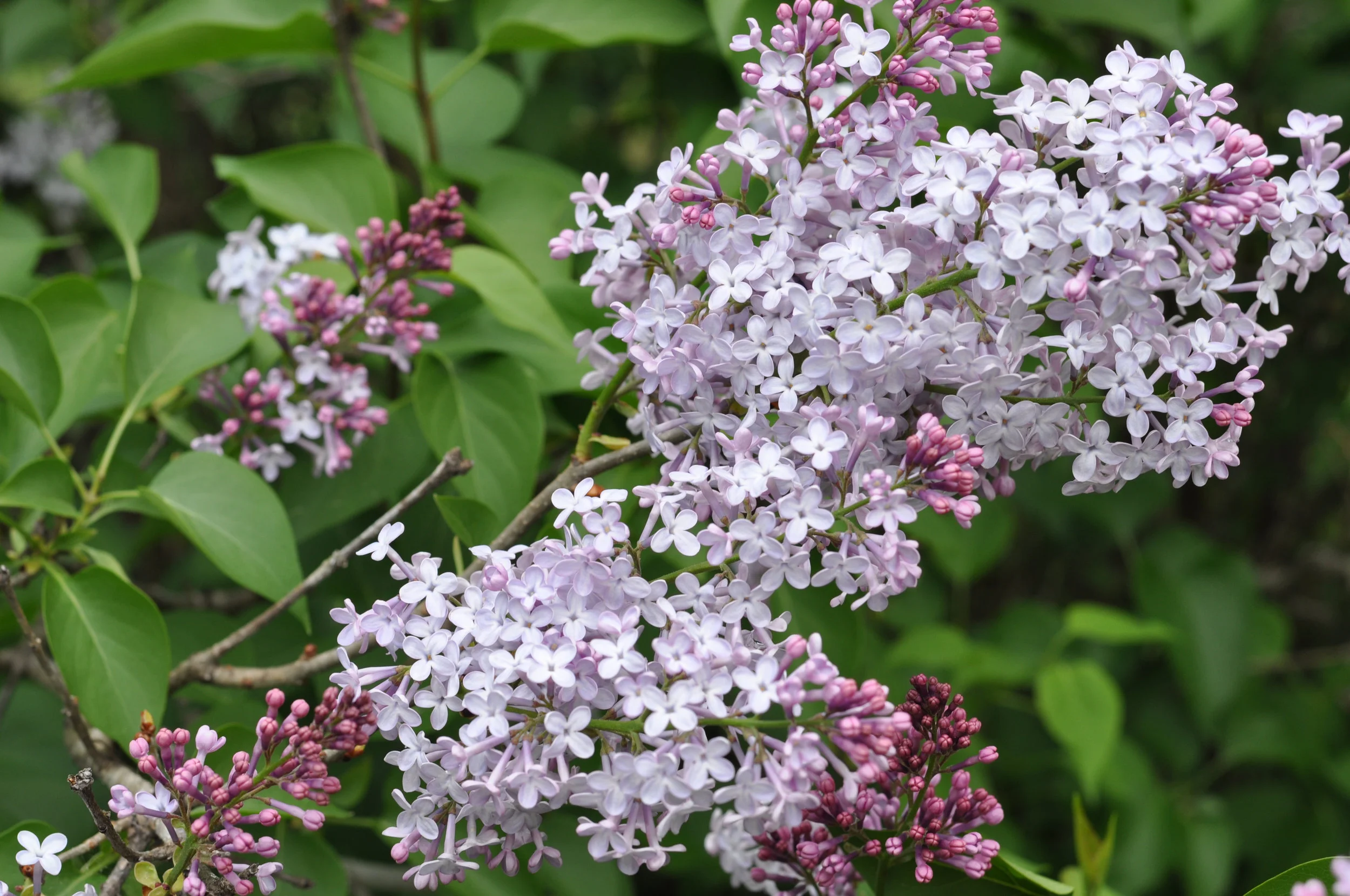 hgw_catrionatudorerler_lilac_47168060791_o.jpg