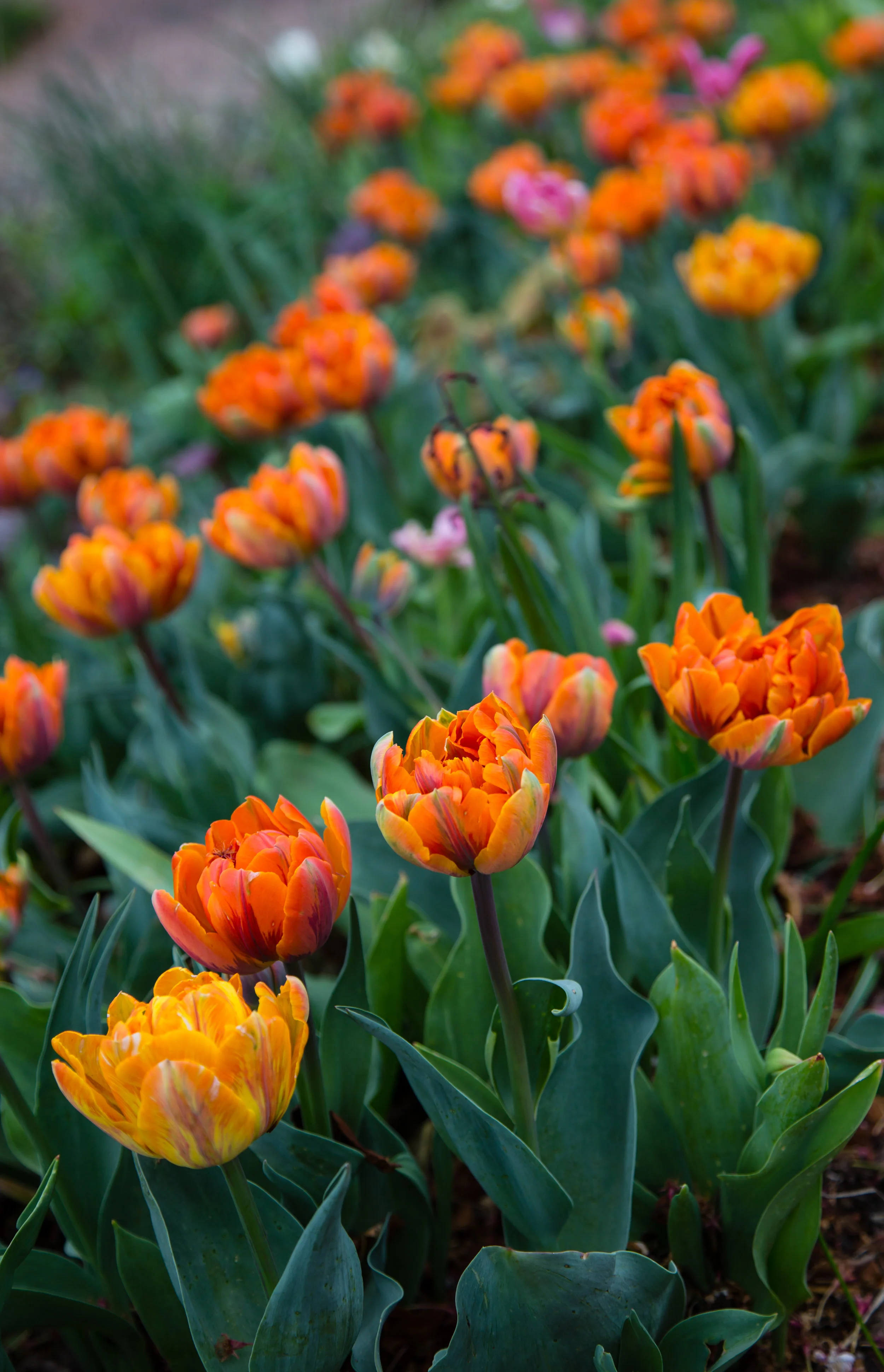 hgw_donna-moulton_orangetulips_47168058511_o.jpg