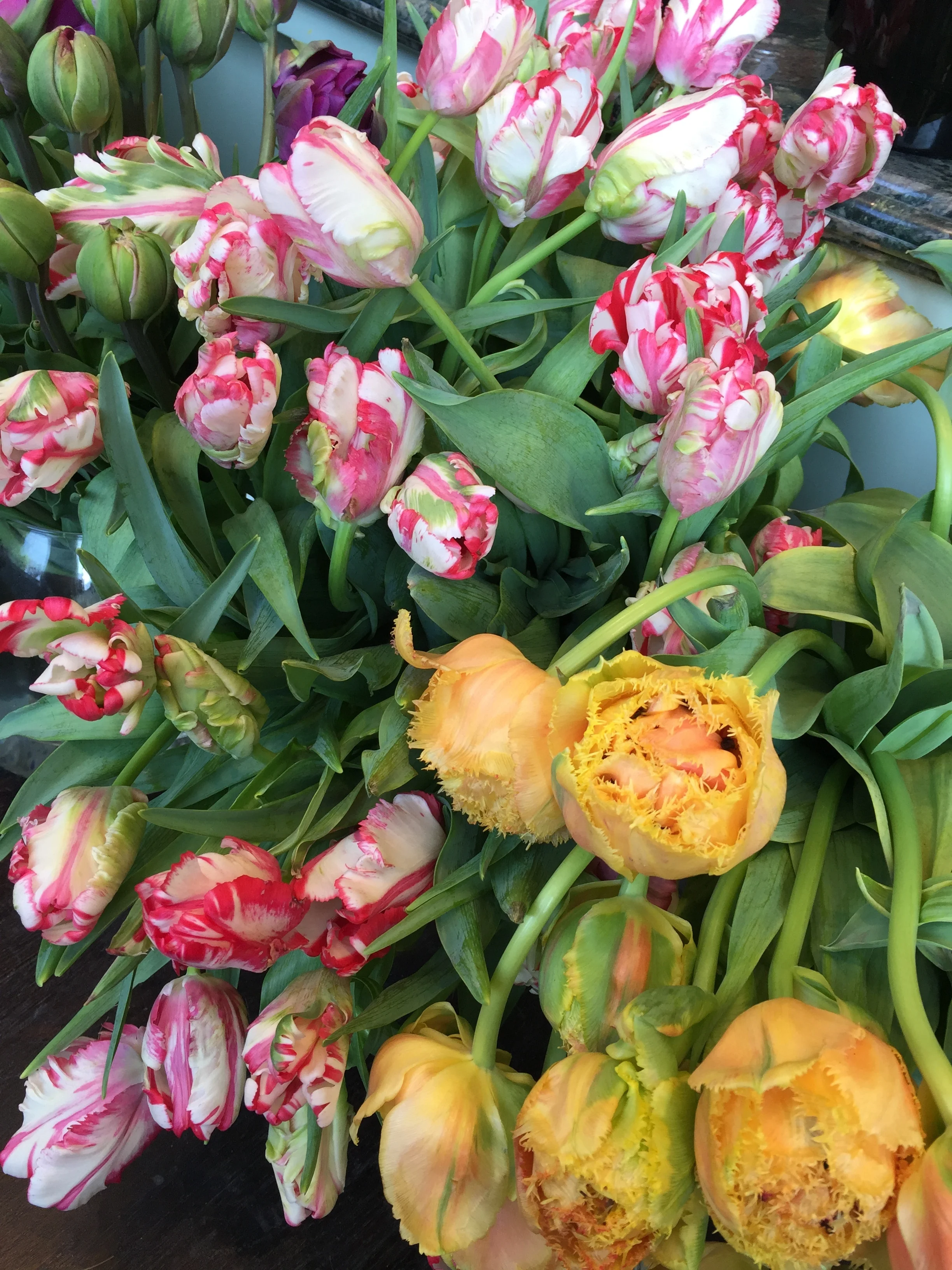 hgw_karenellsworth_frenchtulips_46253990945_o.jpg