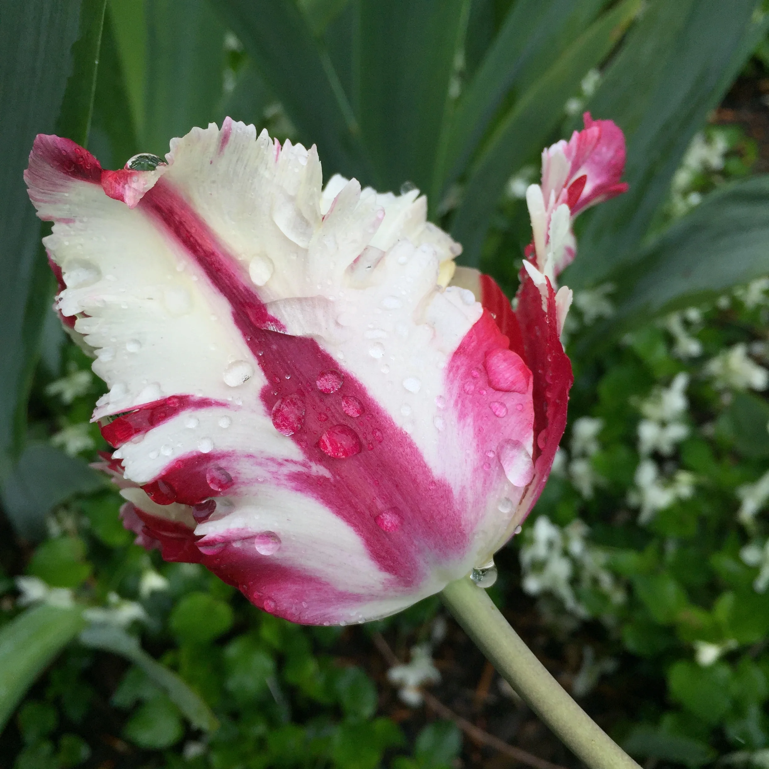 hgw_karenellsworth_tulipinrain_47168063551_o.jpg