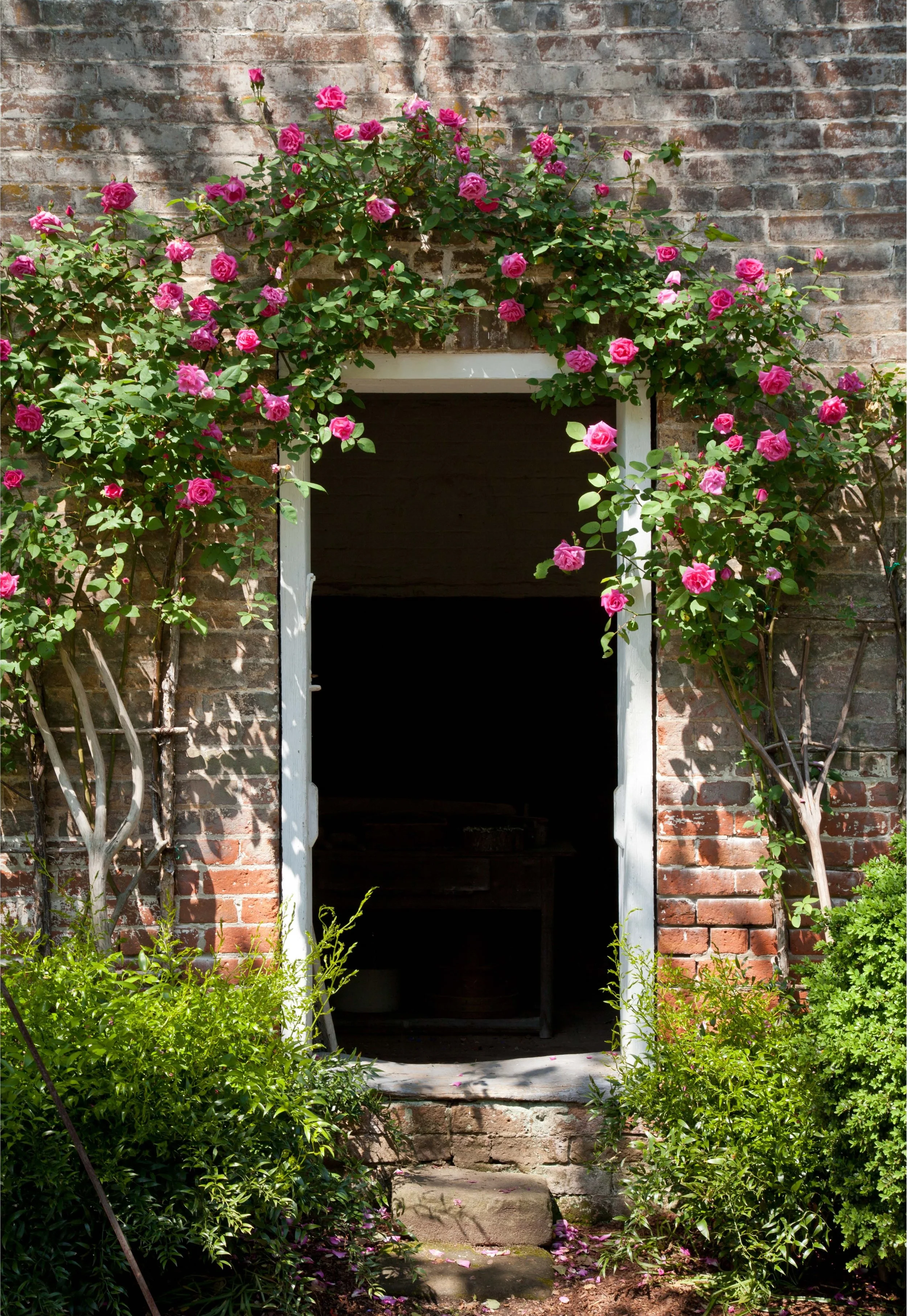 hgw_toddwright_climbingroses_33345779188_o.jpg