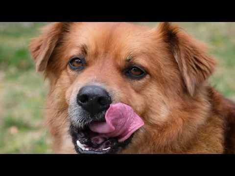 Vacationer - Strawberry Blonde (Official Video)