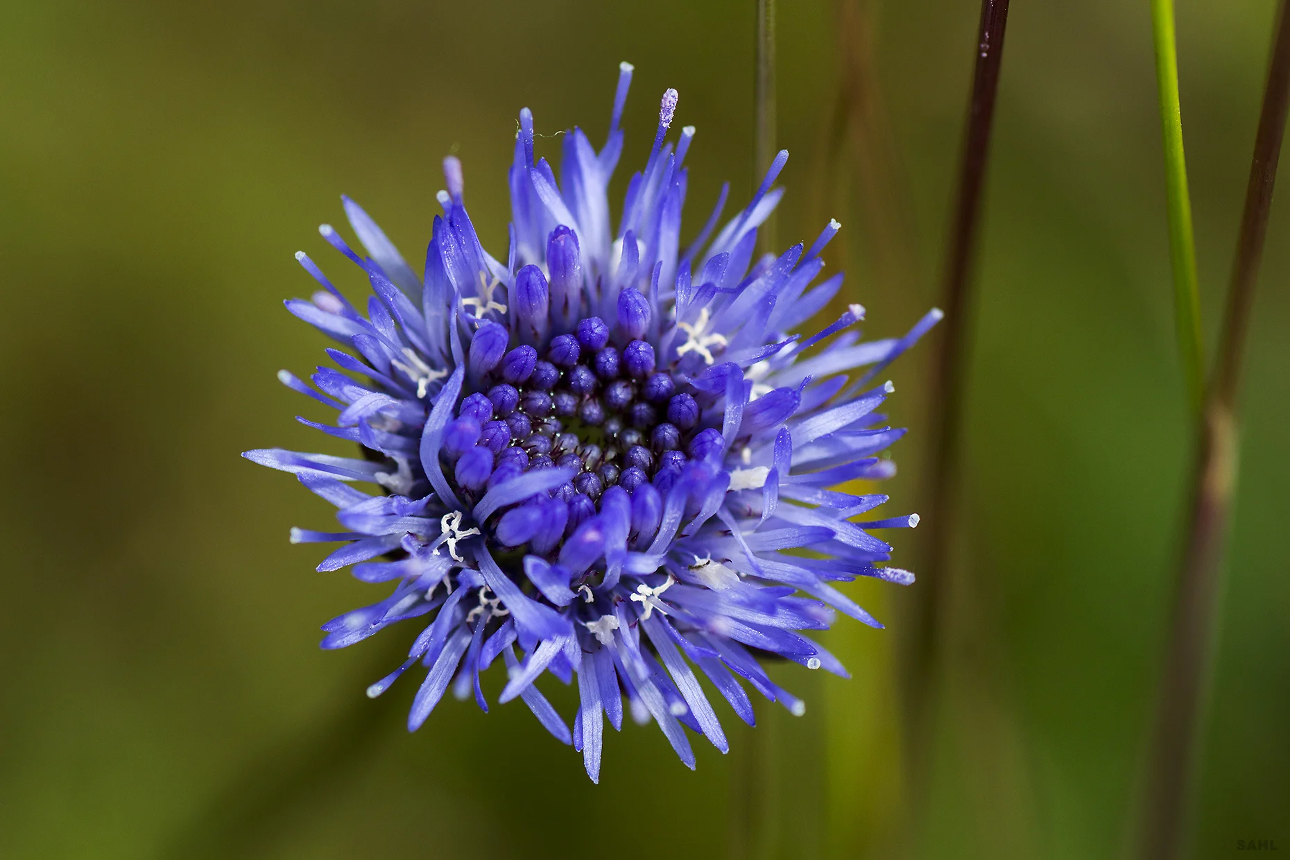 Blue1.jpg