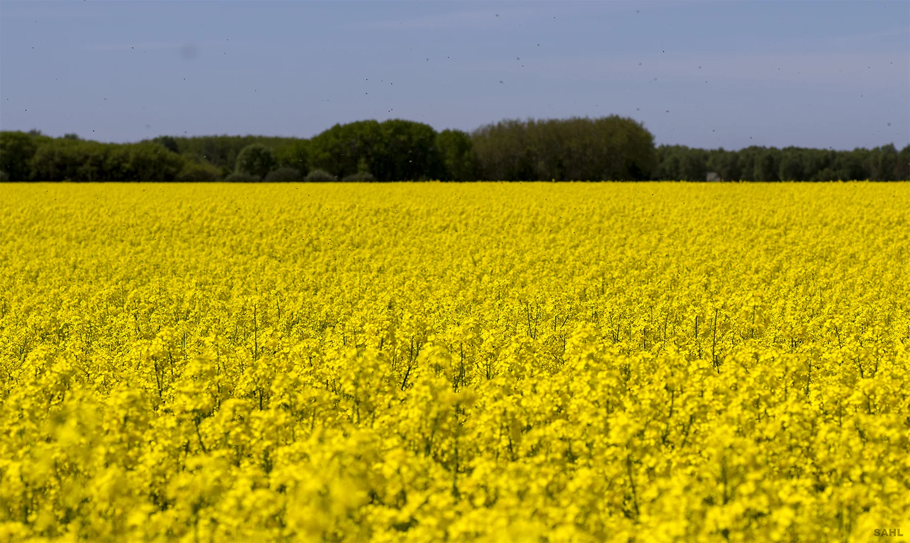 Yellow_Field.jpg