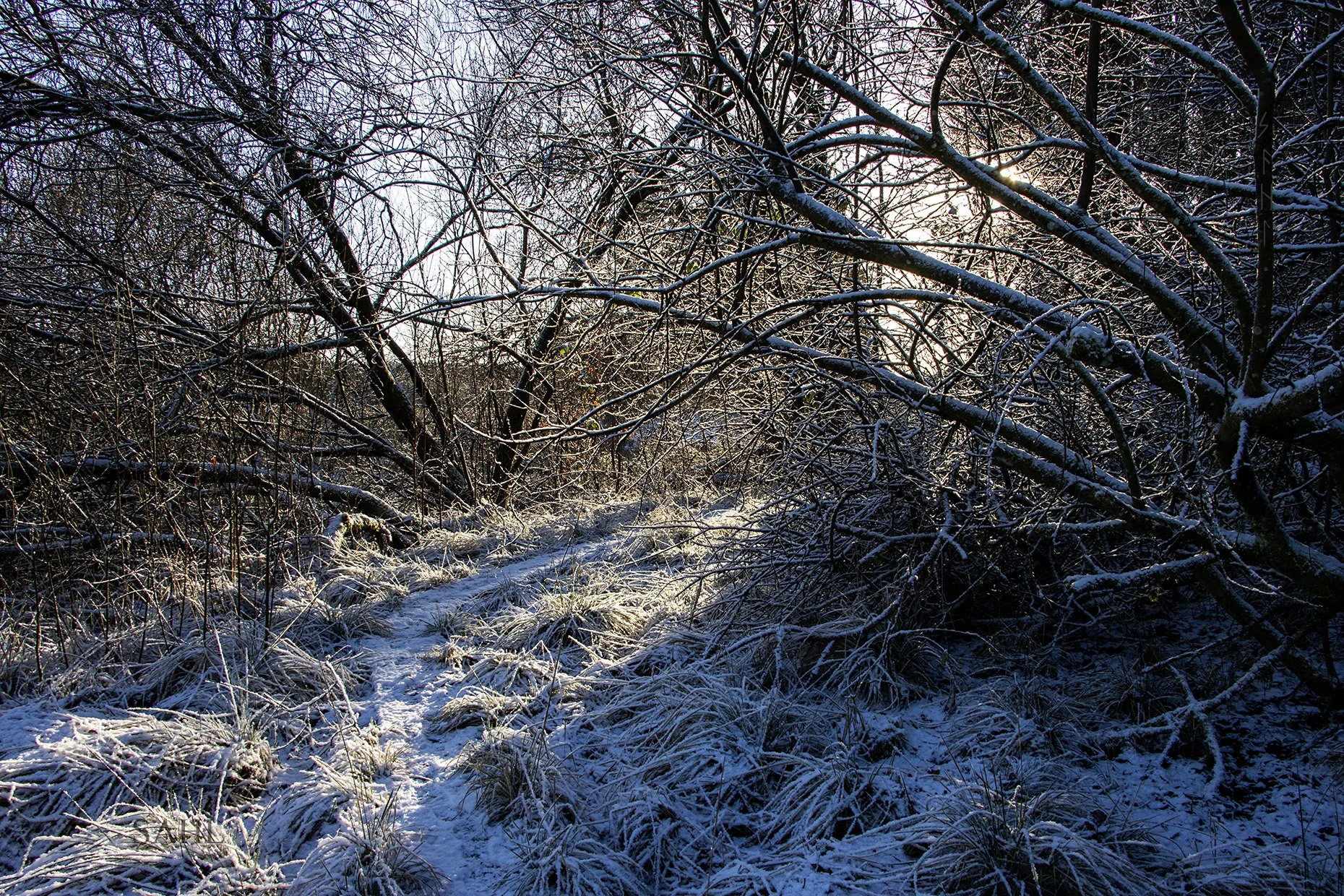 Wintersun.jpg