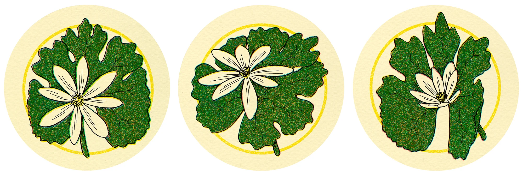 Bloodroot