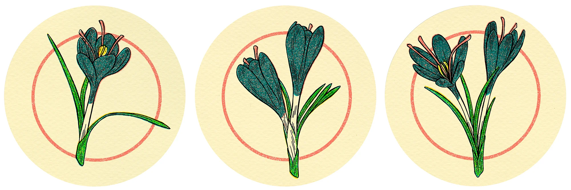 Crocus