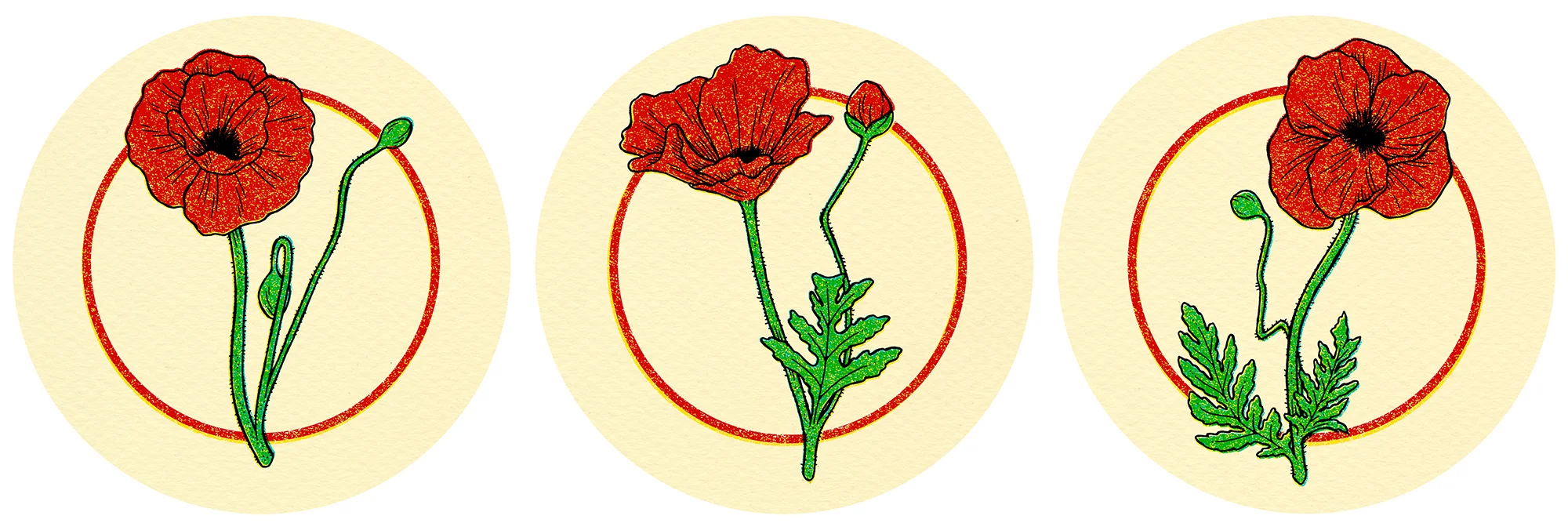 Poppy