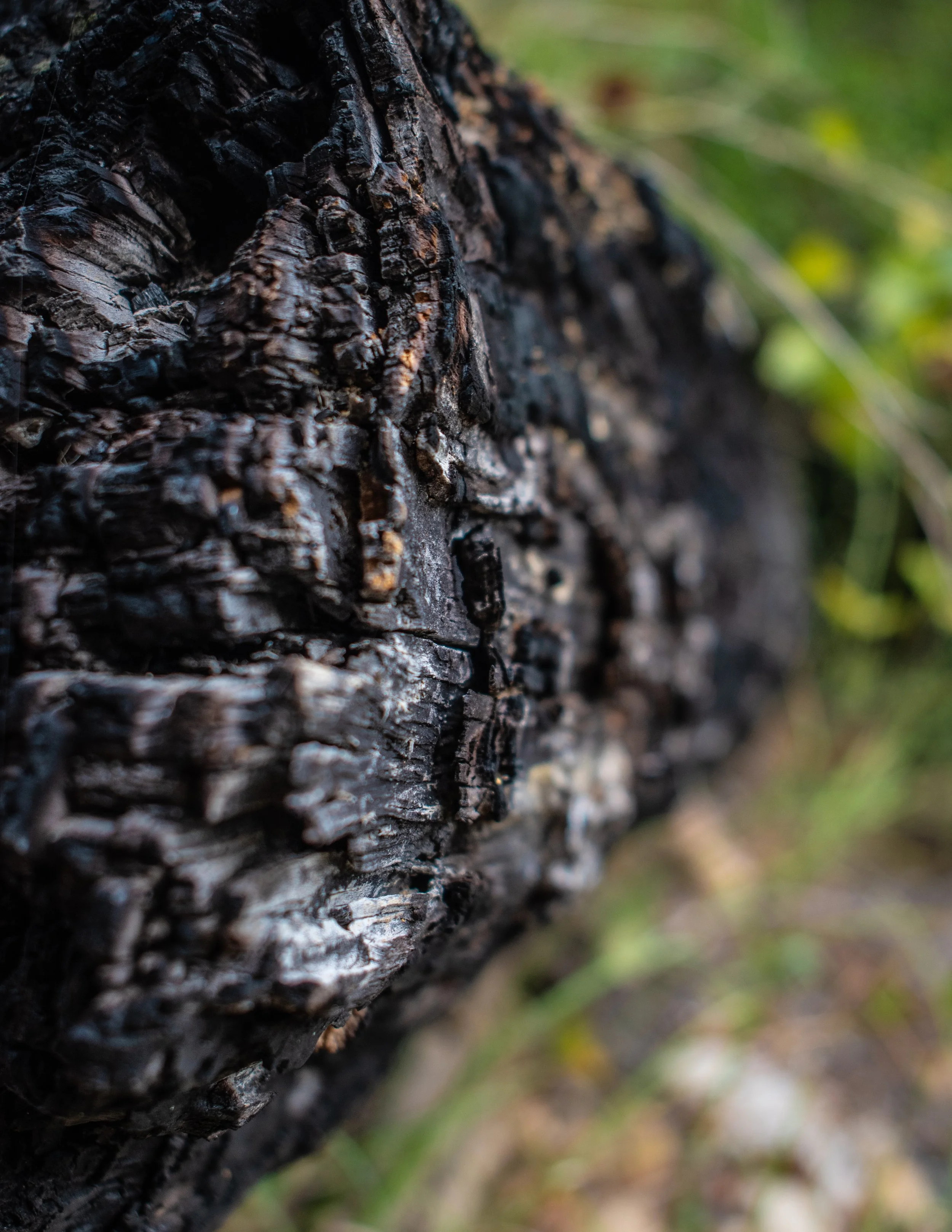 Natural Architecture-2.JPG