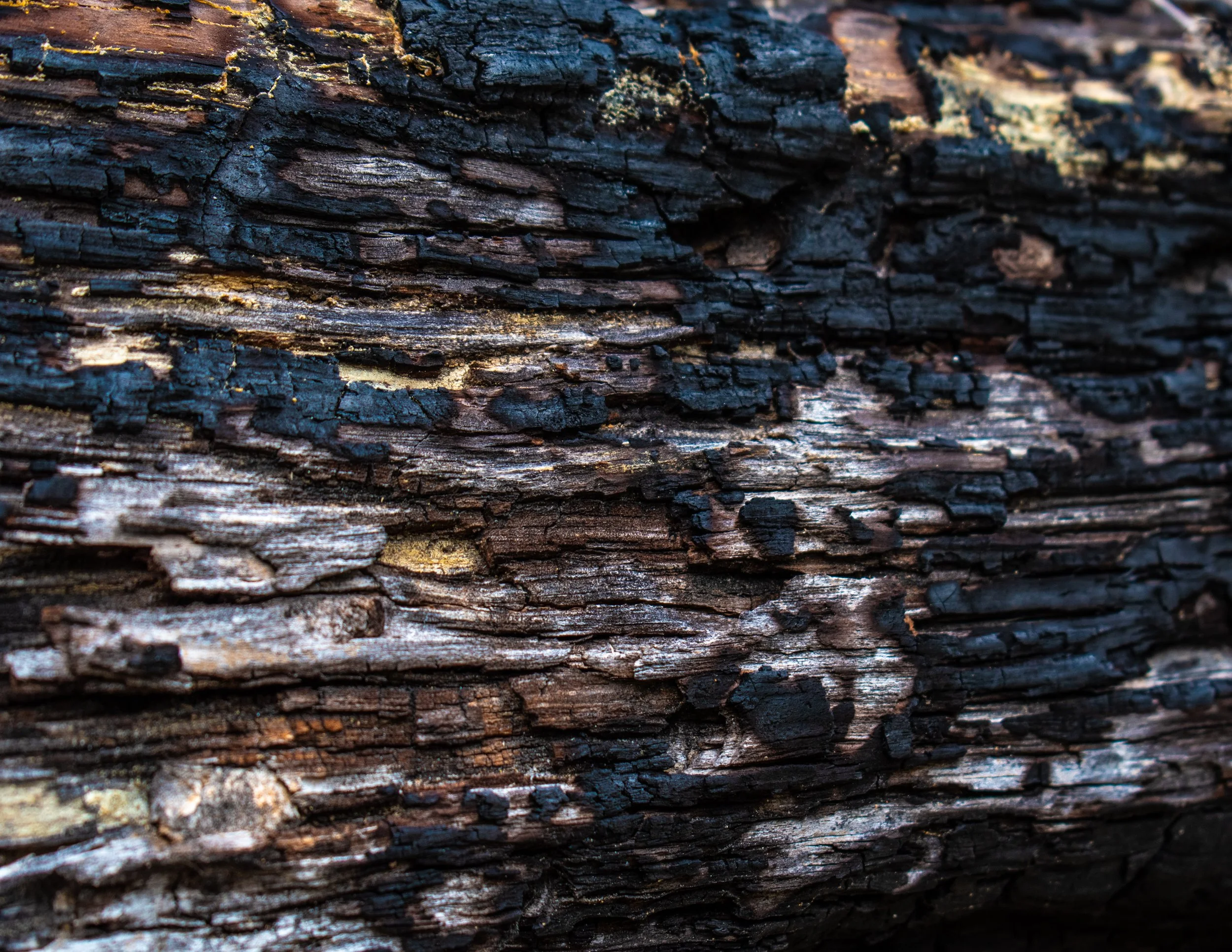 Natural Architecture-3.JPG