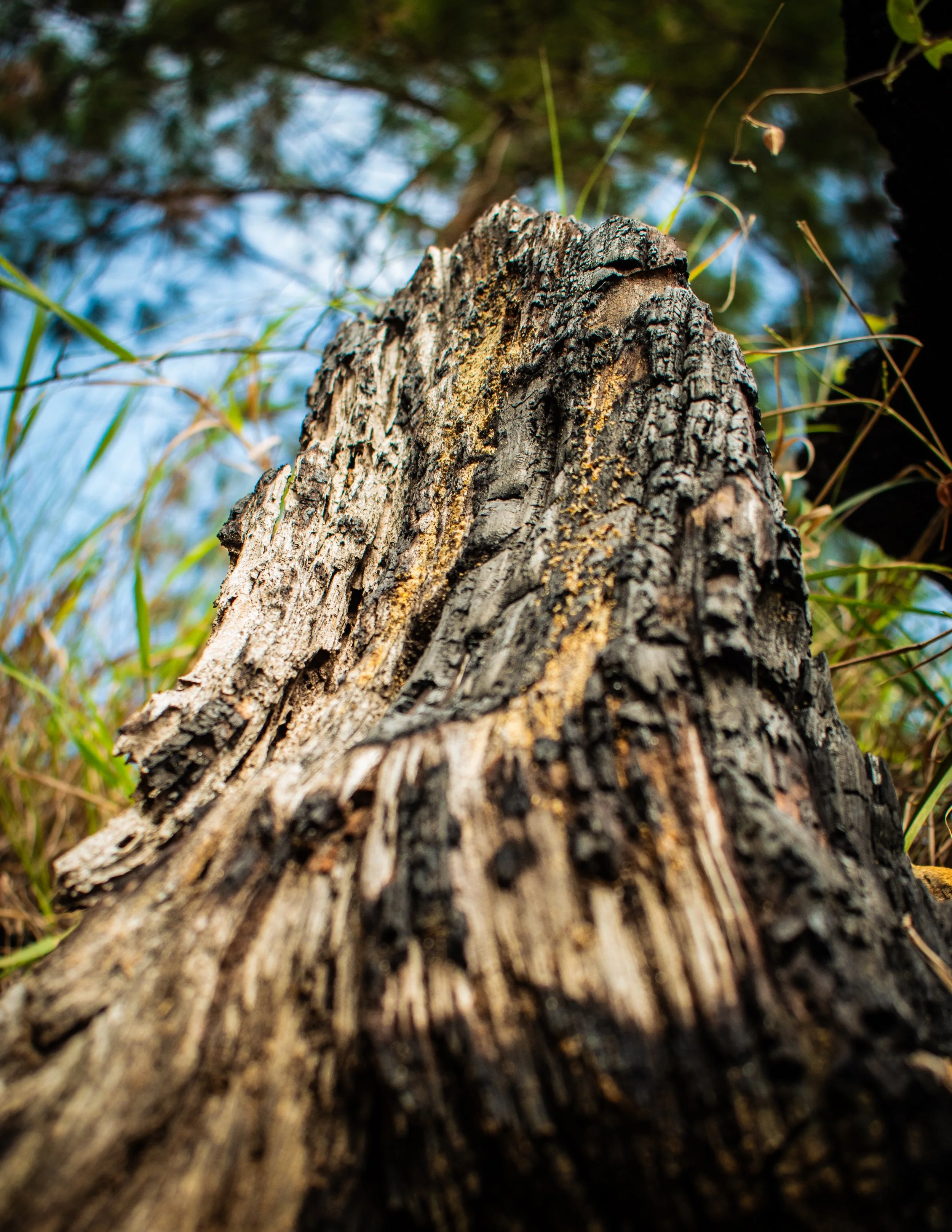 Natural Architecture-4.JPG