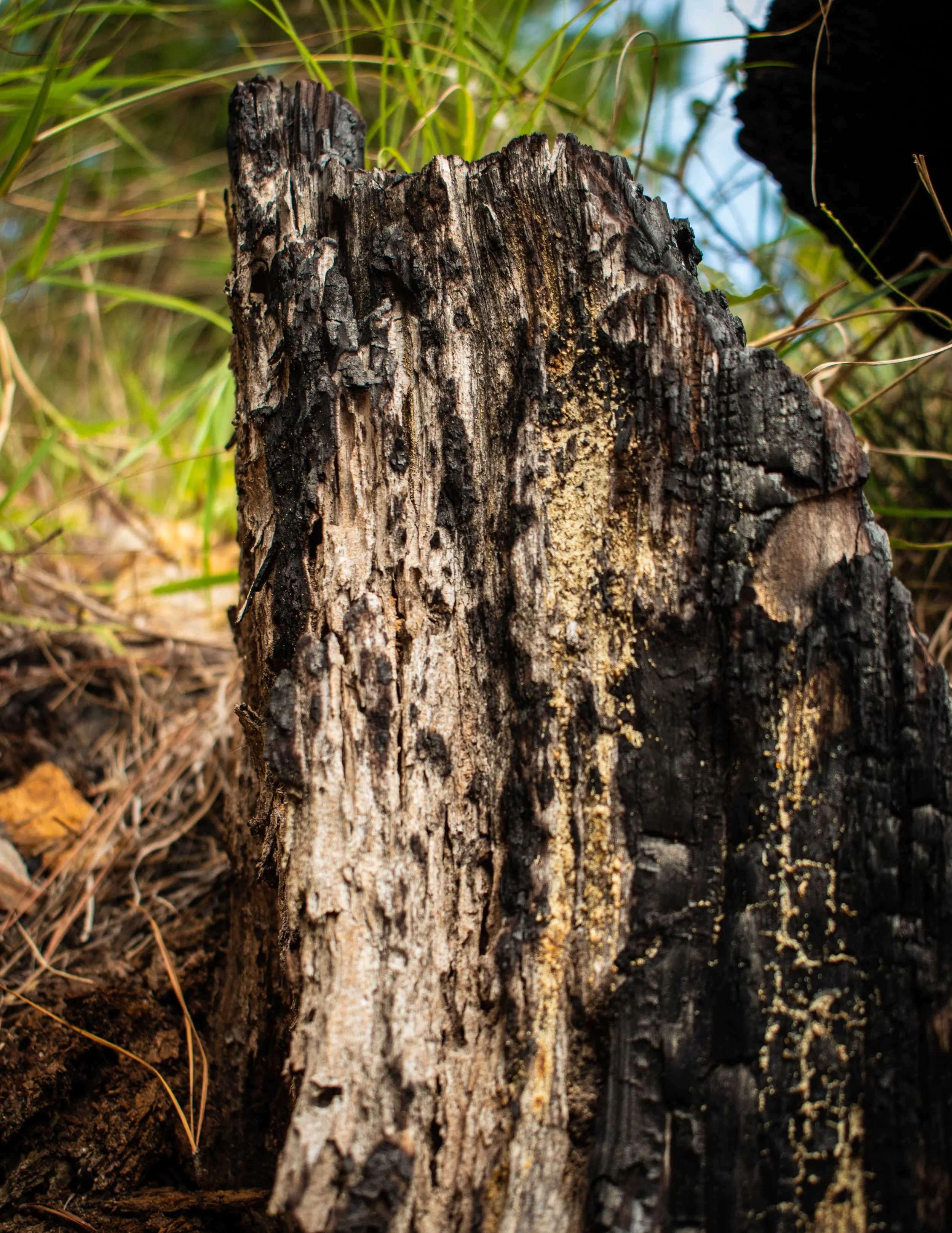 Natural Architecture-5.JPG