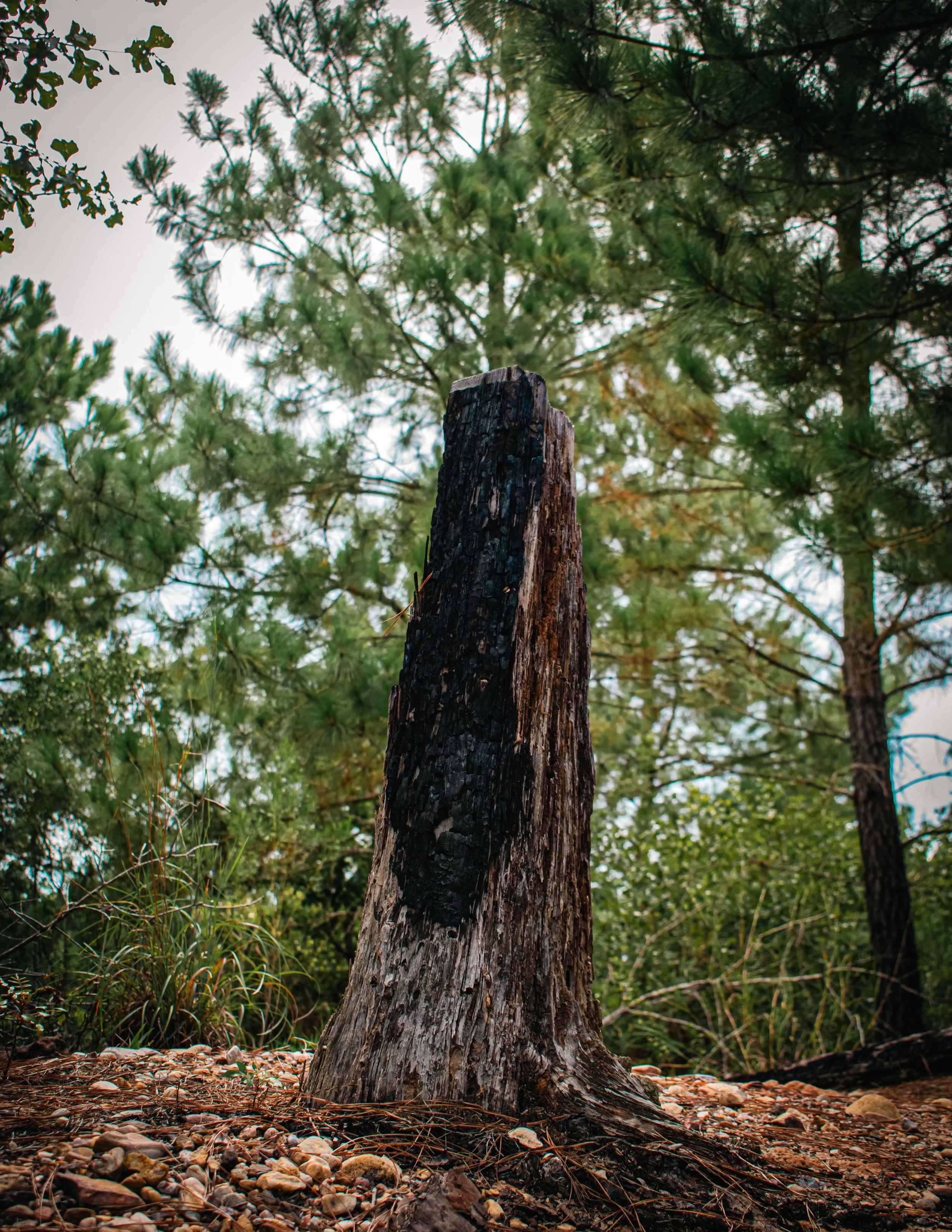 Natural Architecture-8.JPG