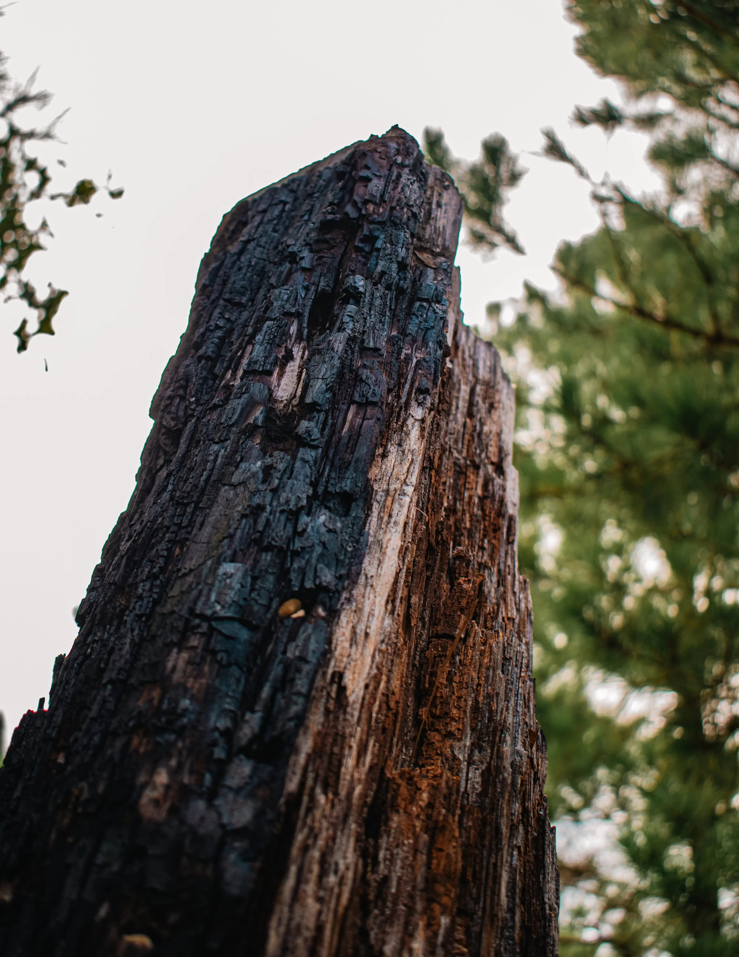 Natural Architecture-9.JPG