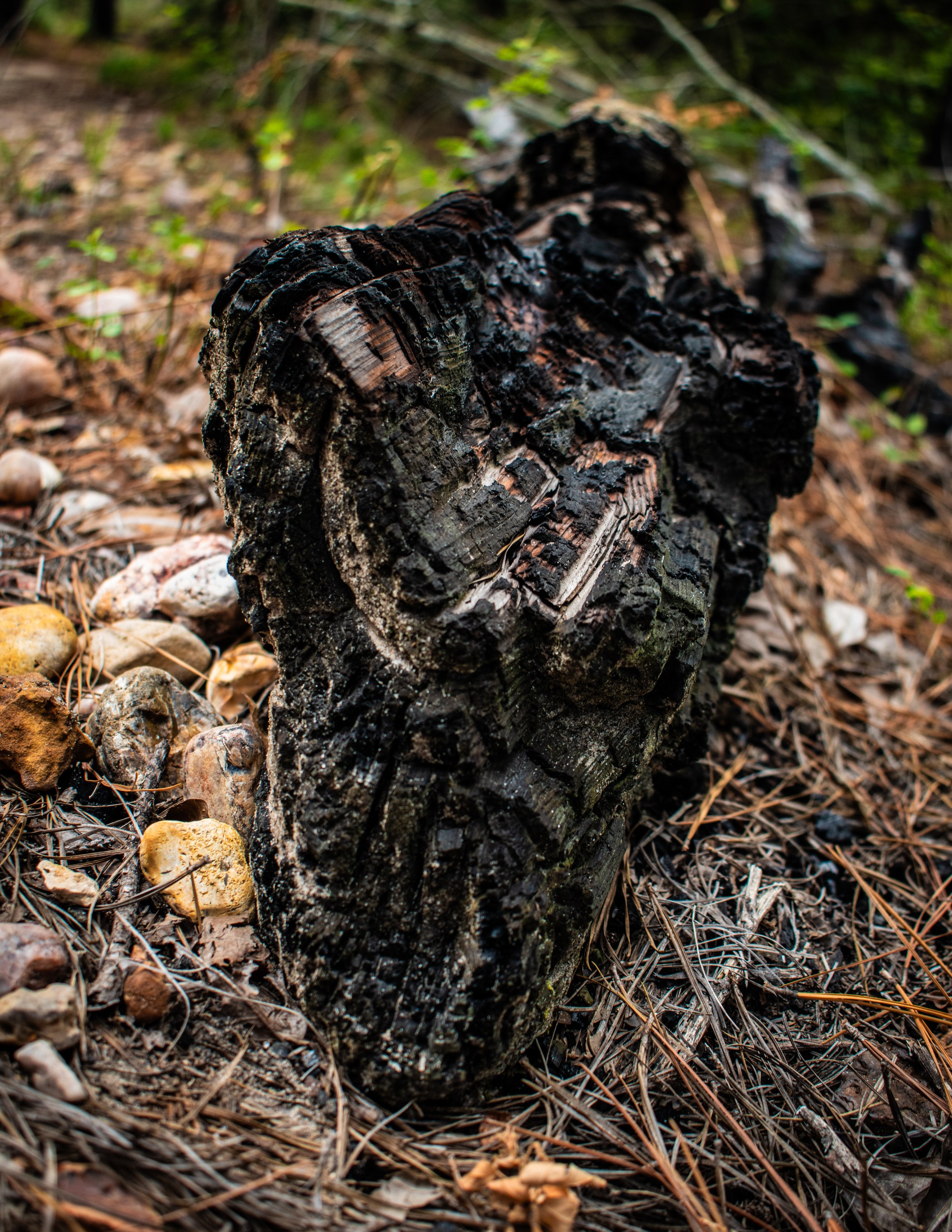 Natural Architecture-11.JPG