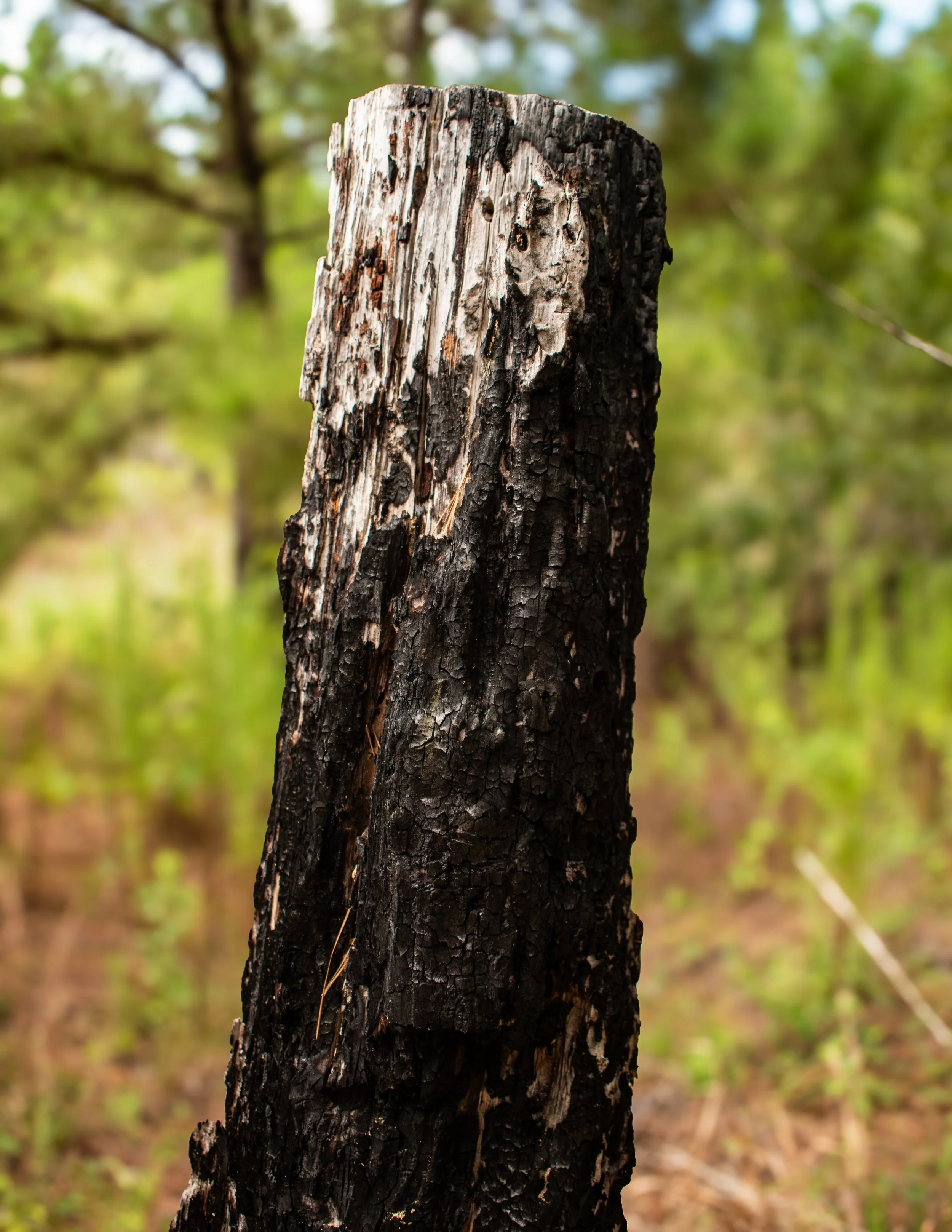 Natural Architecture-12.JPG