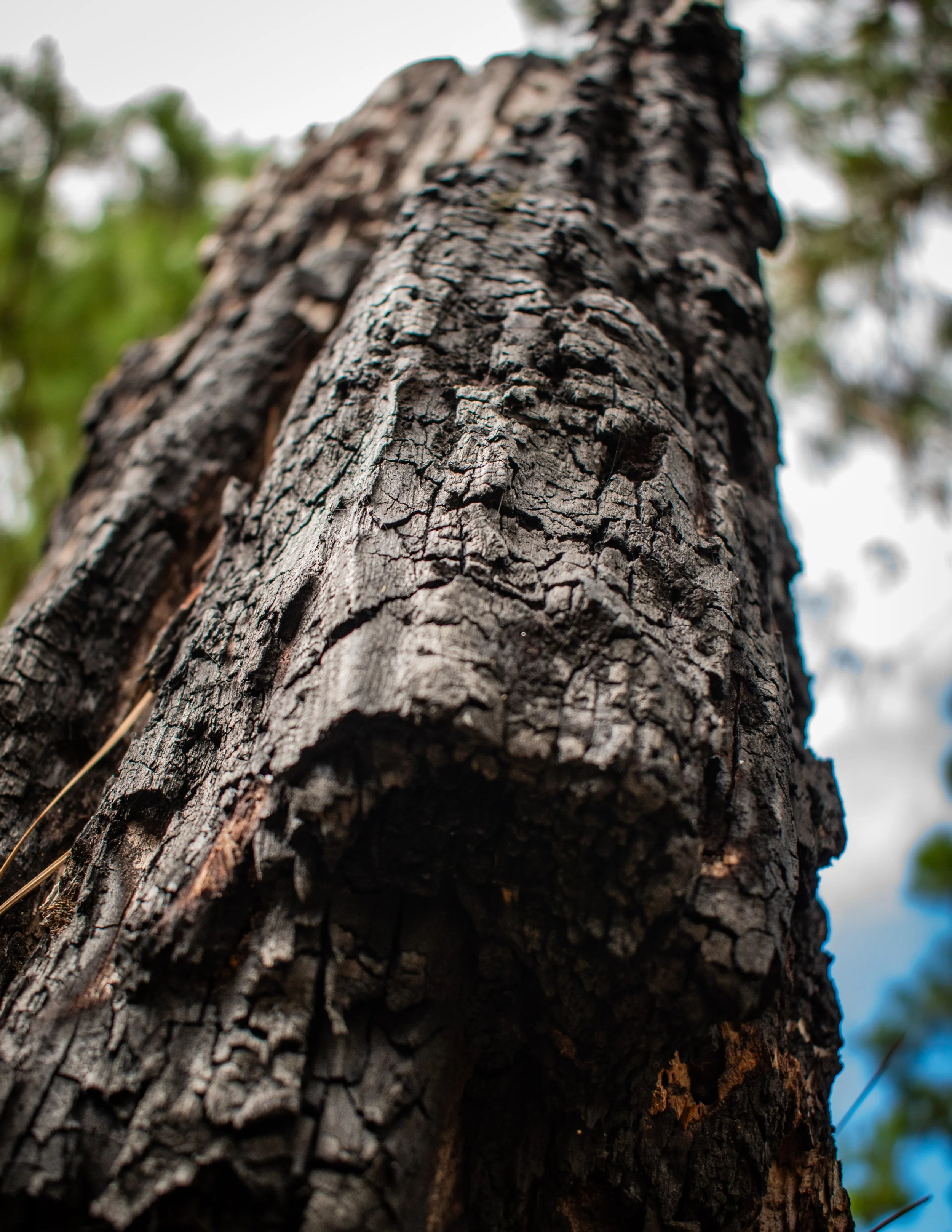 Natural Architecture-13.JPG