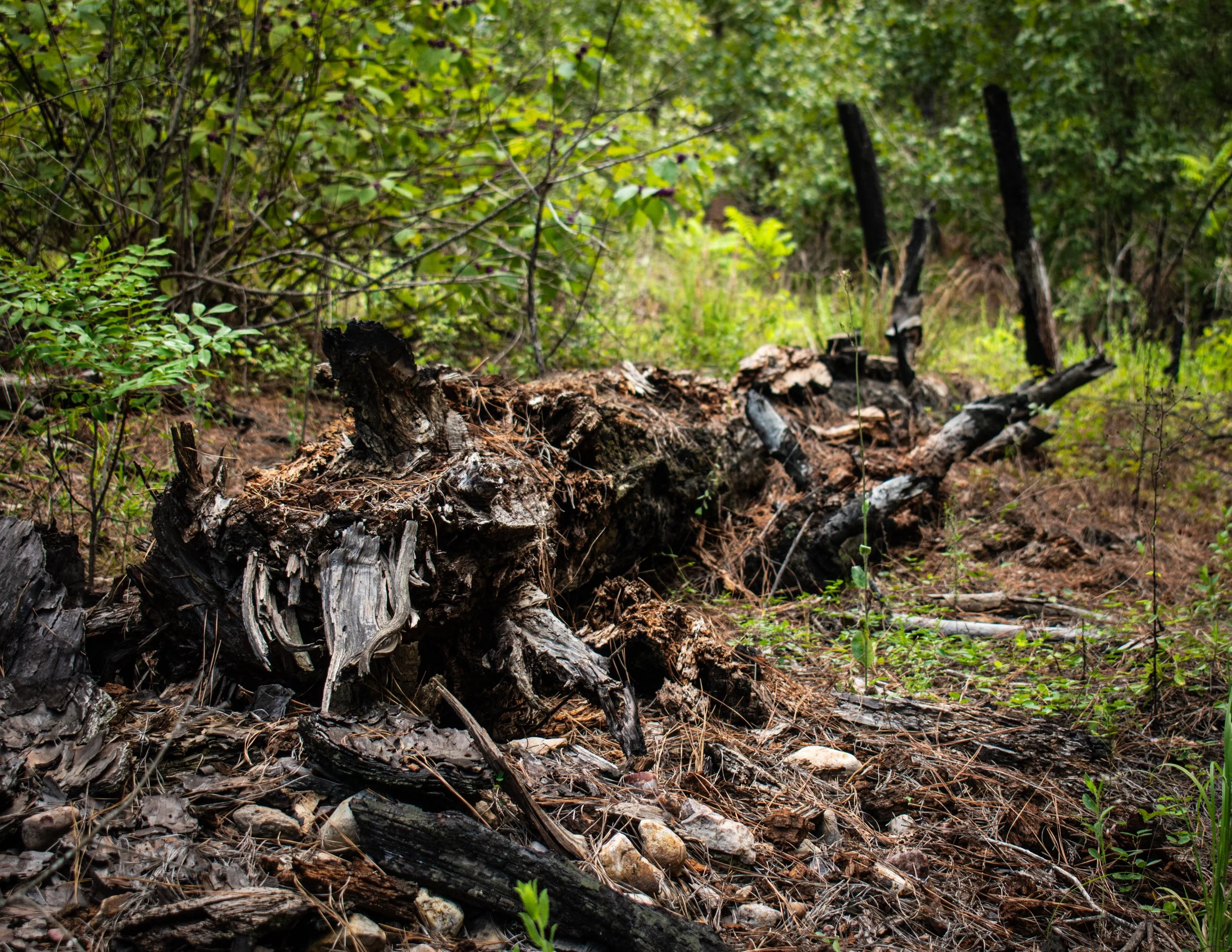 Natural Architecture-16.JPG