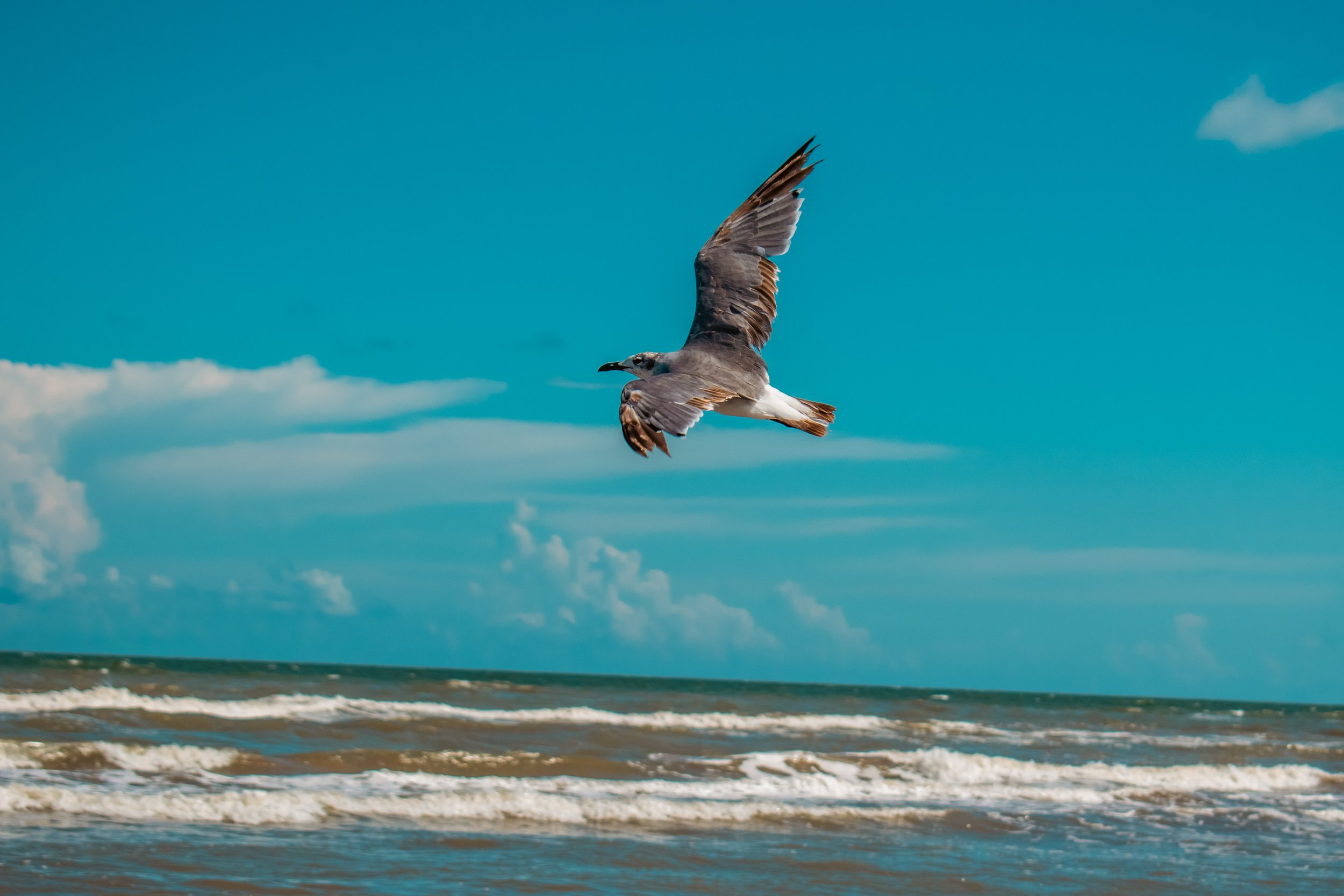Galveston-4.JPG