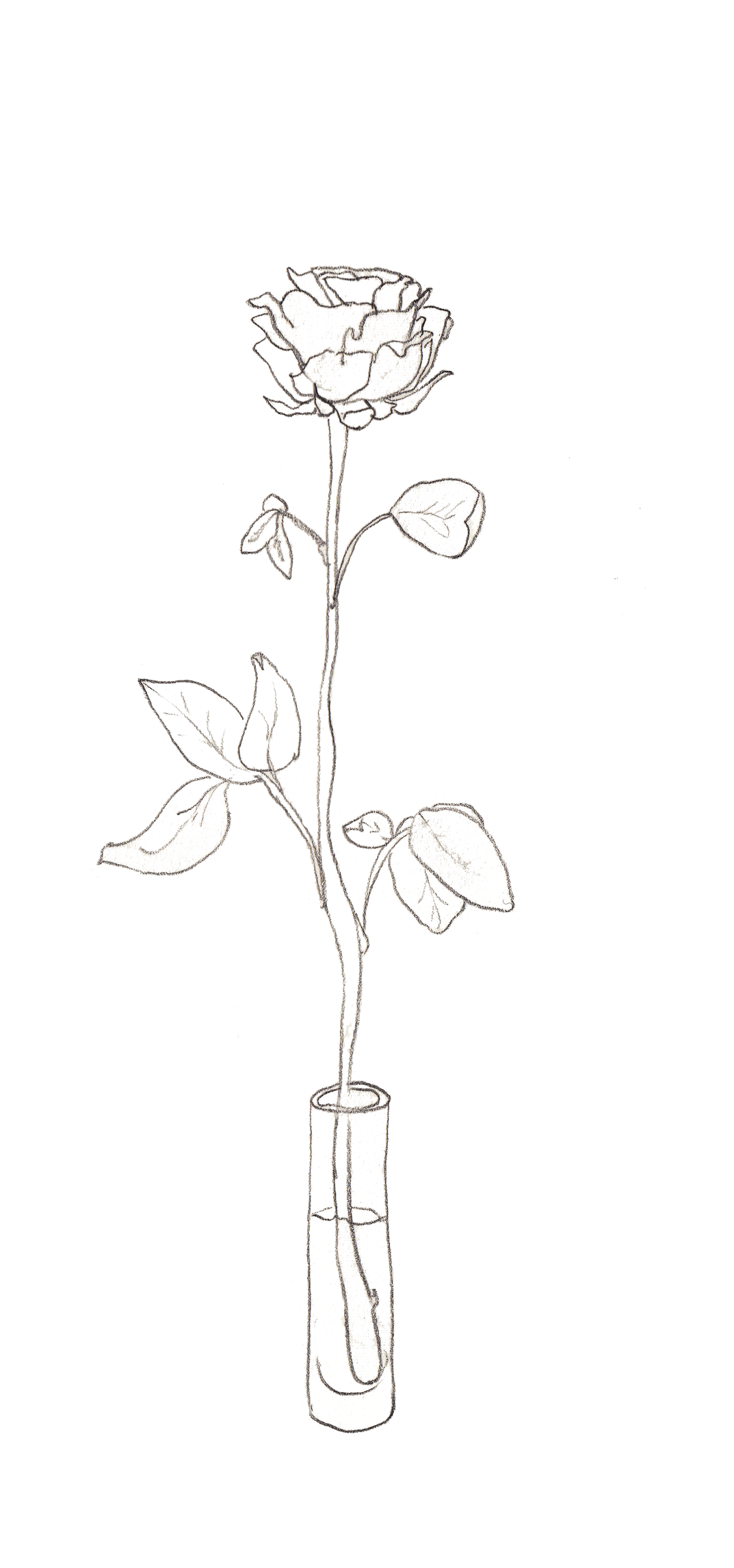 Lone Rose