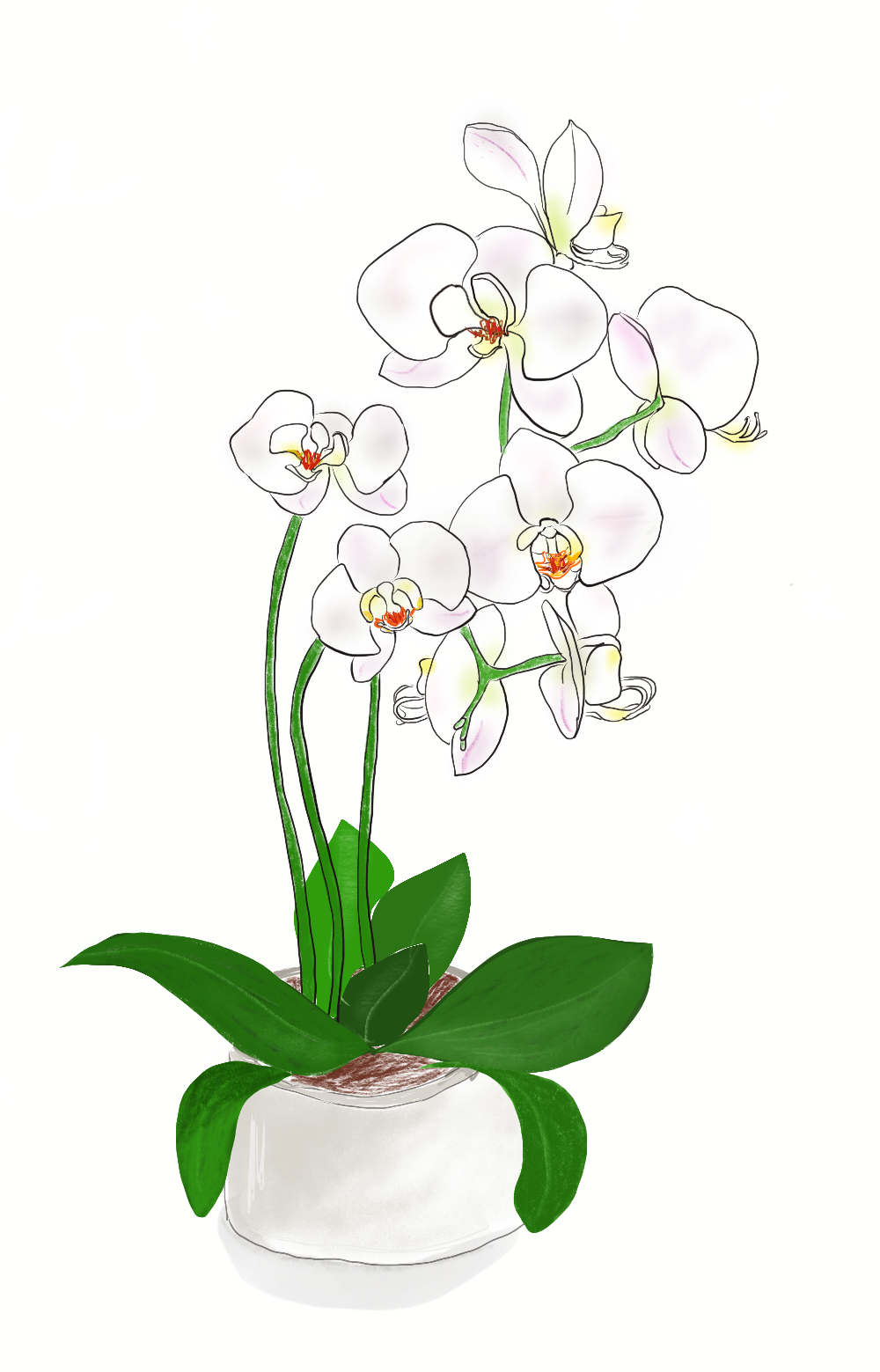 The Orchid from the Hair Salon