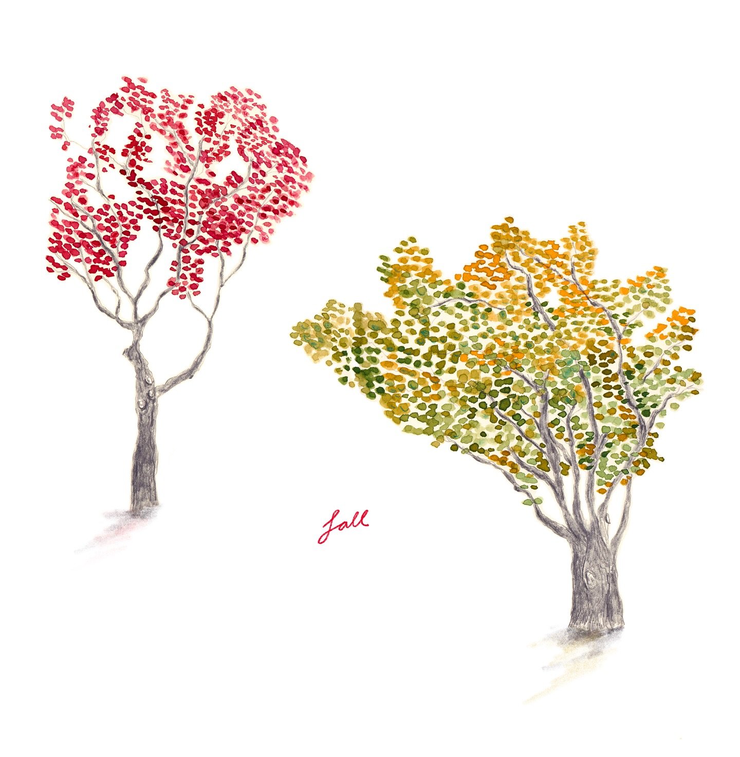 These two beautiful trees sat across from each other on a street near my house.

With their vibrant fall leaves, they caught my eye as I was walking around after last week&rsquo;s premature snow precipitation.

I drew them and wondered what made me c