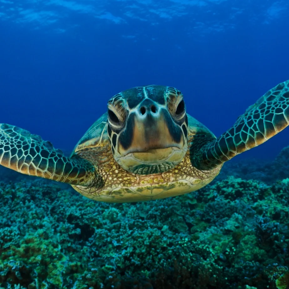 Sea Turtle.jpg