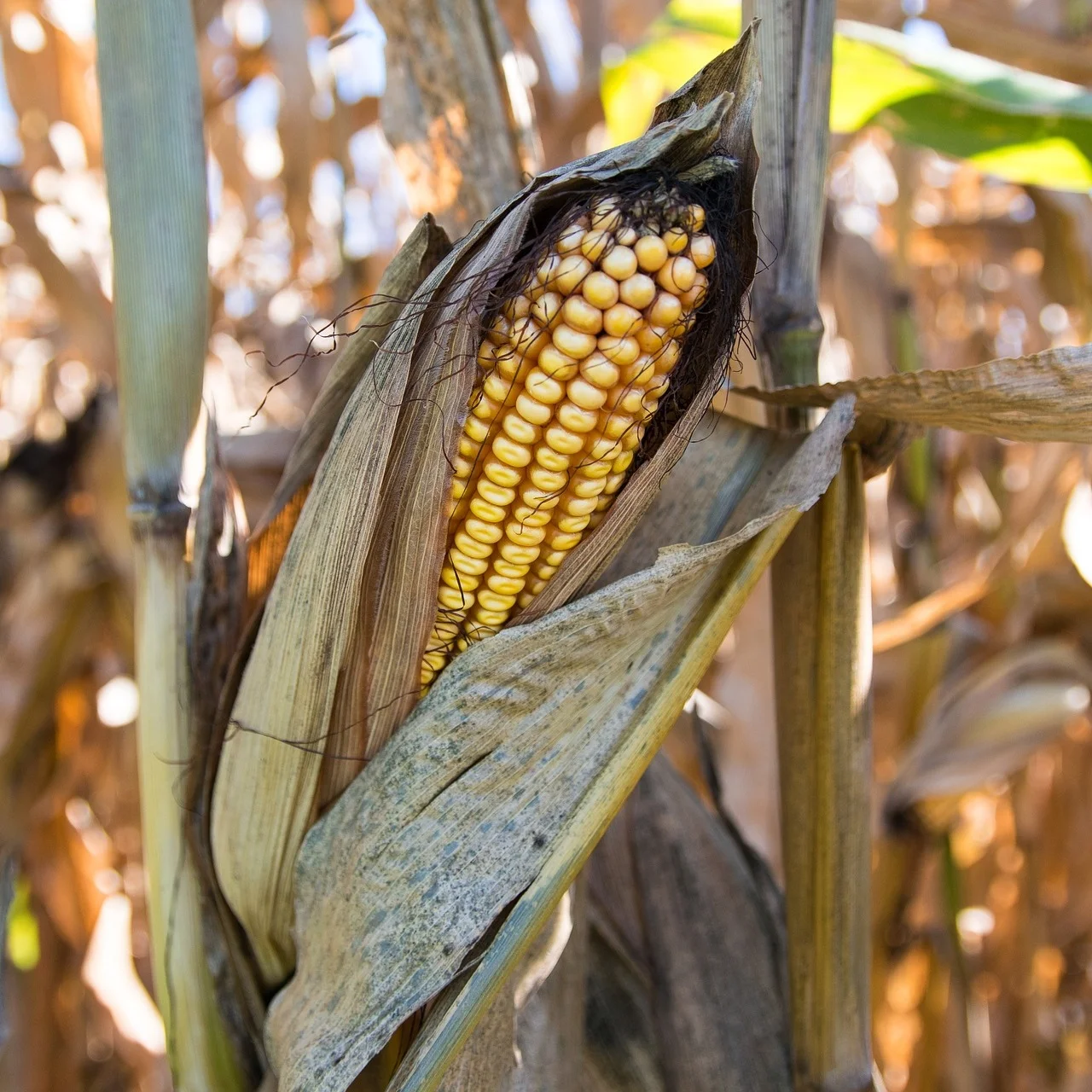 corn-1190956_1920.jpg