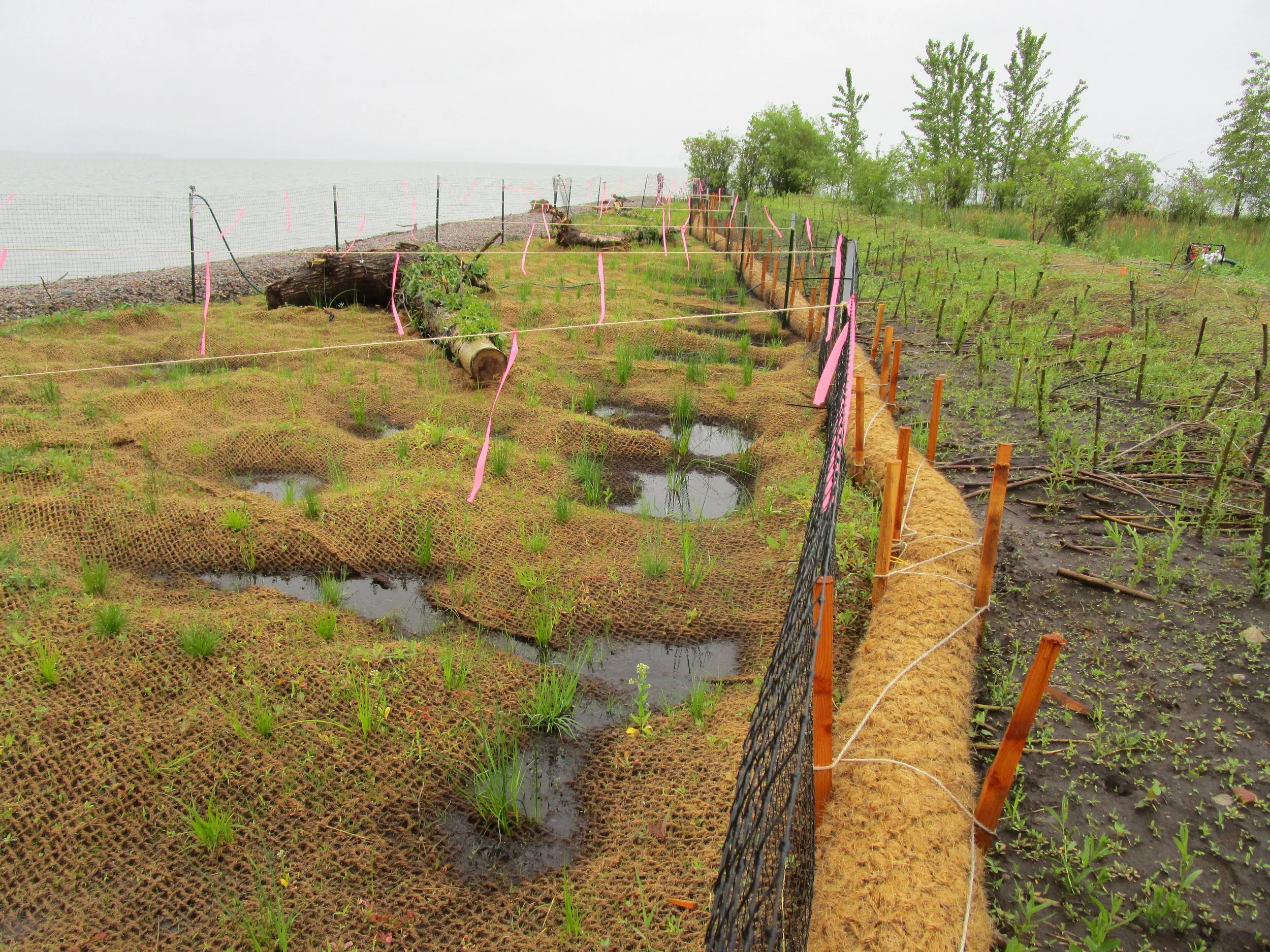 Shoreling060118 003.JPG