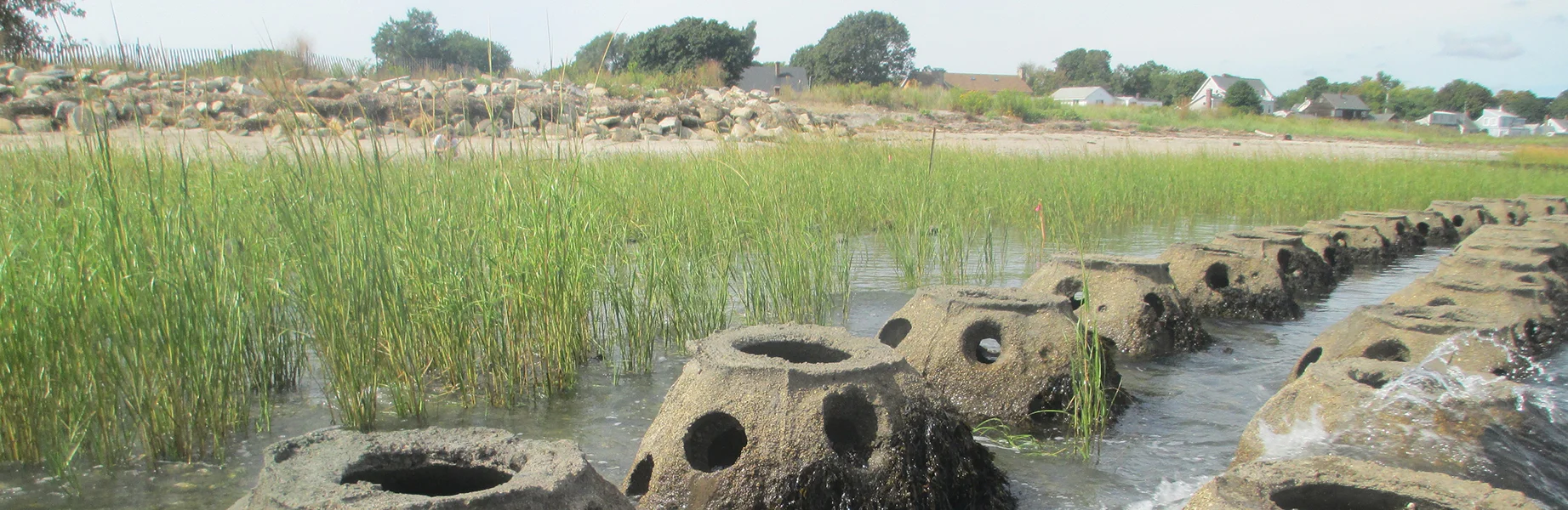 living shoreline banner.jpg