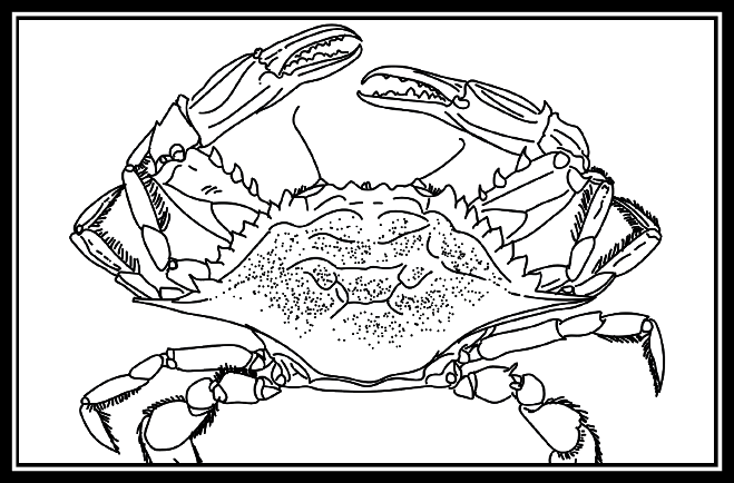 Blue Crab