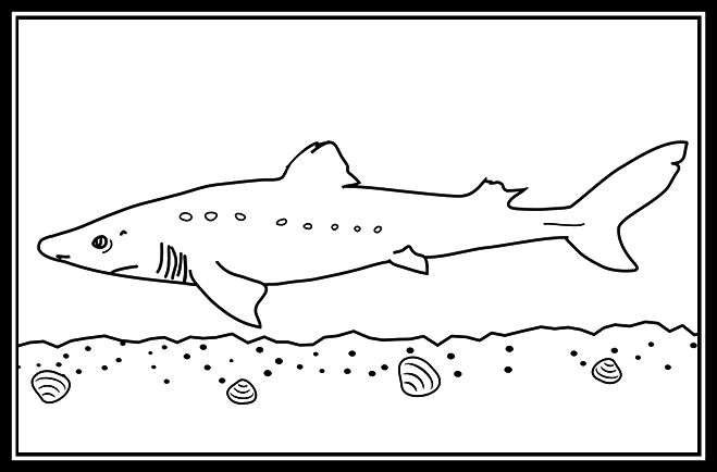 Atlantic Spiny Dogfish Shark